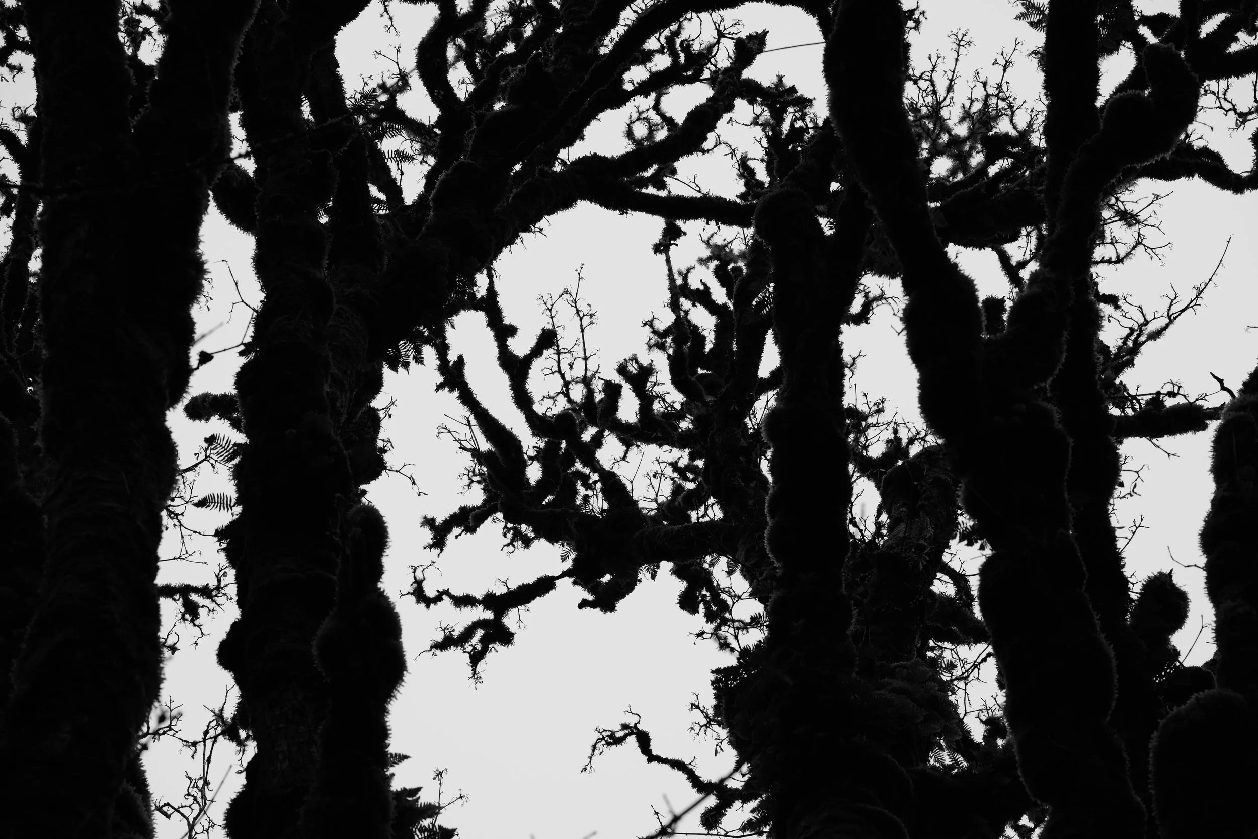 Silhouettes of moss-covered tree branches against a light sky.