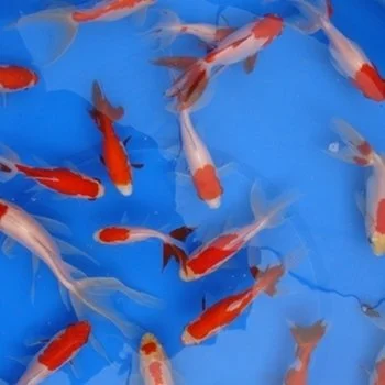 Gold Fish and Koi
