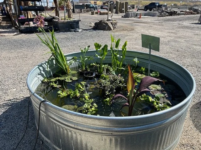 Pond Plants