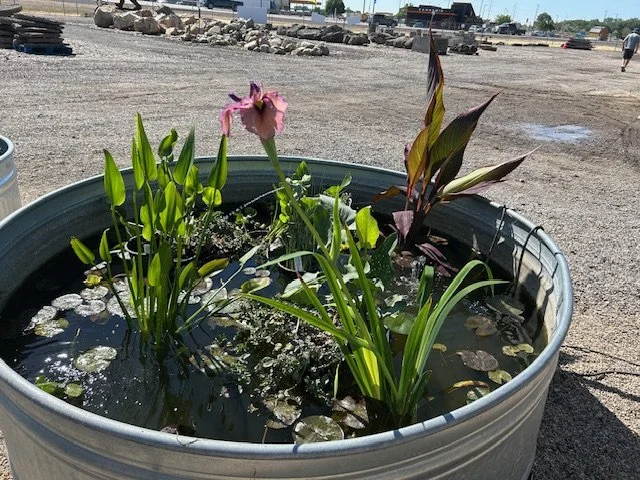 Pond Plants