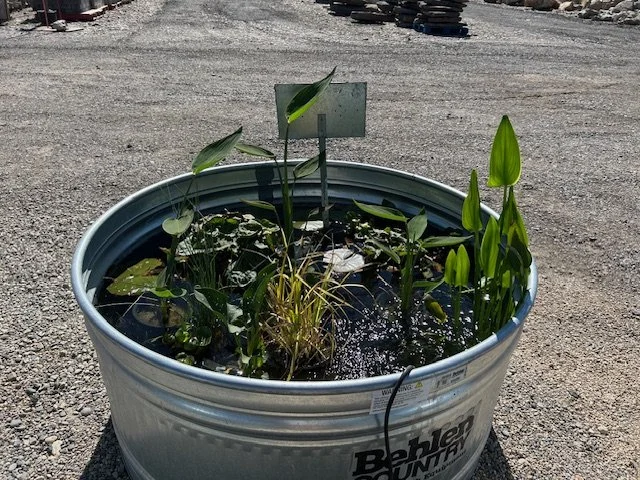 Pond Plants