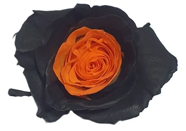 WhatsApp Image 2025-09-23 at 22.04.48 (1).jpeg