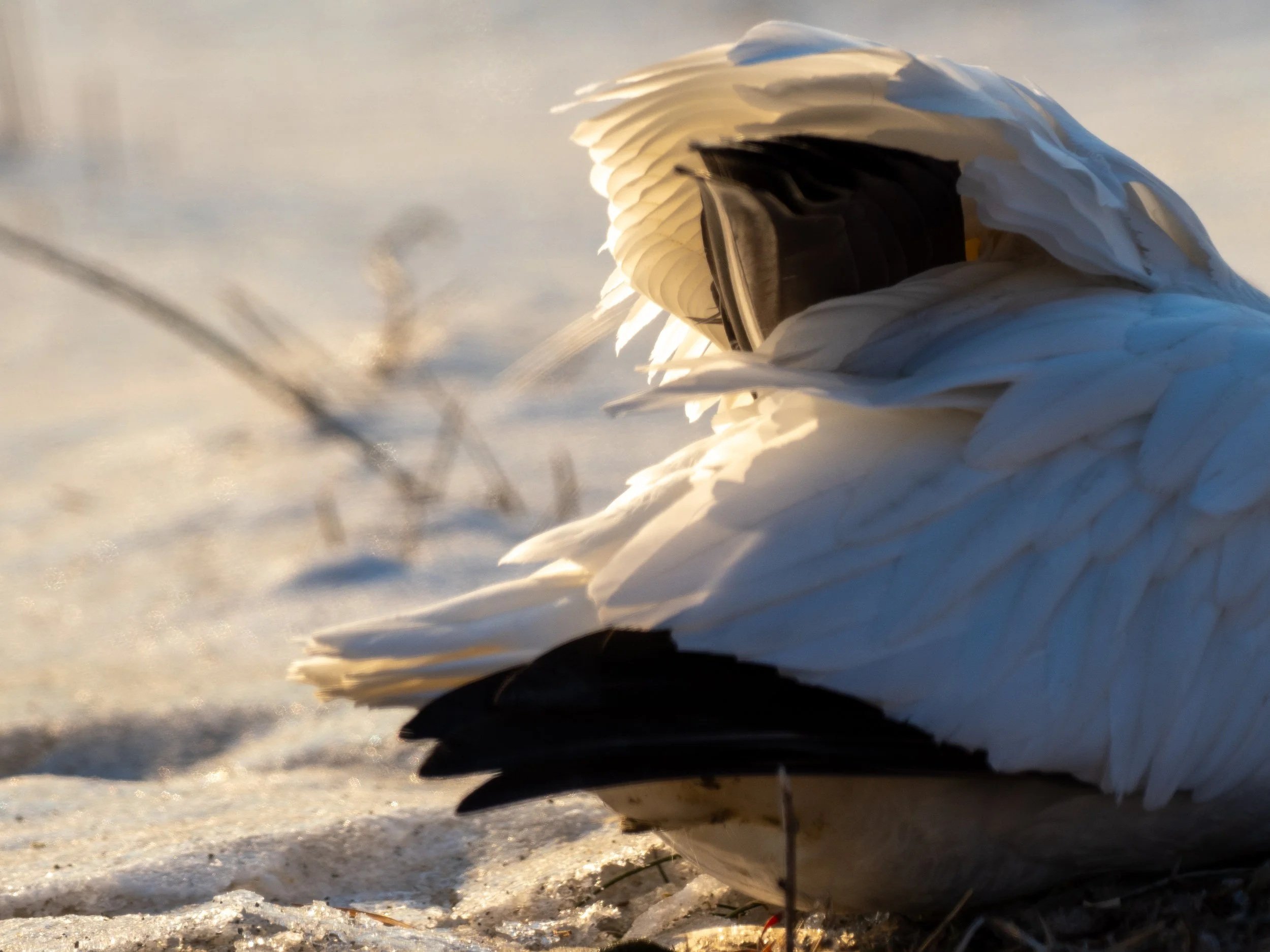 goose feathers in the light
