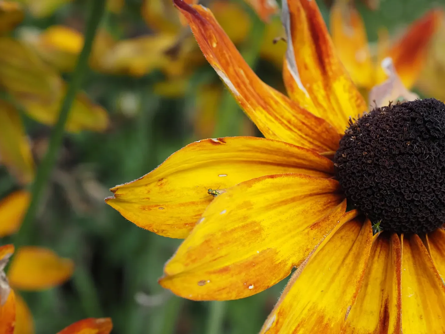 Upon further inspection 