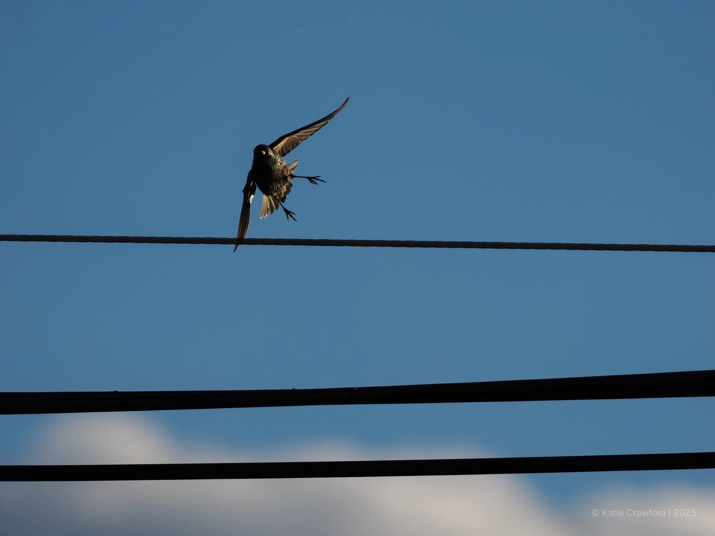 Taking Flight - Starlings -3.jpg