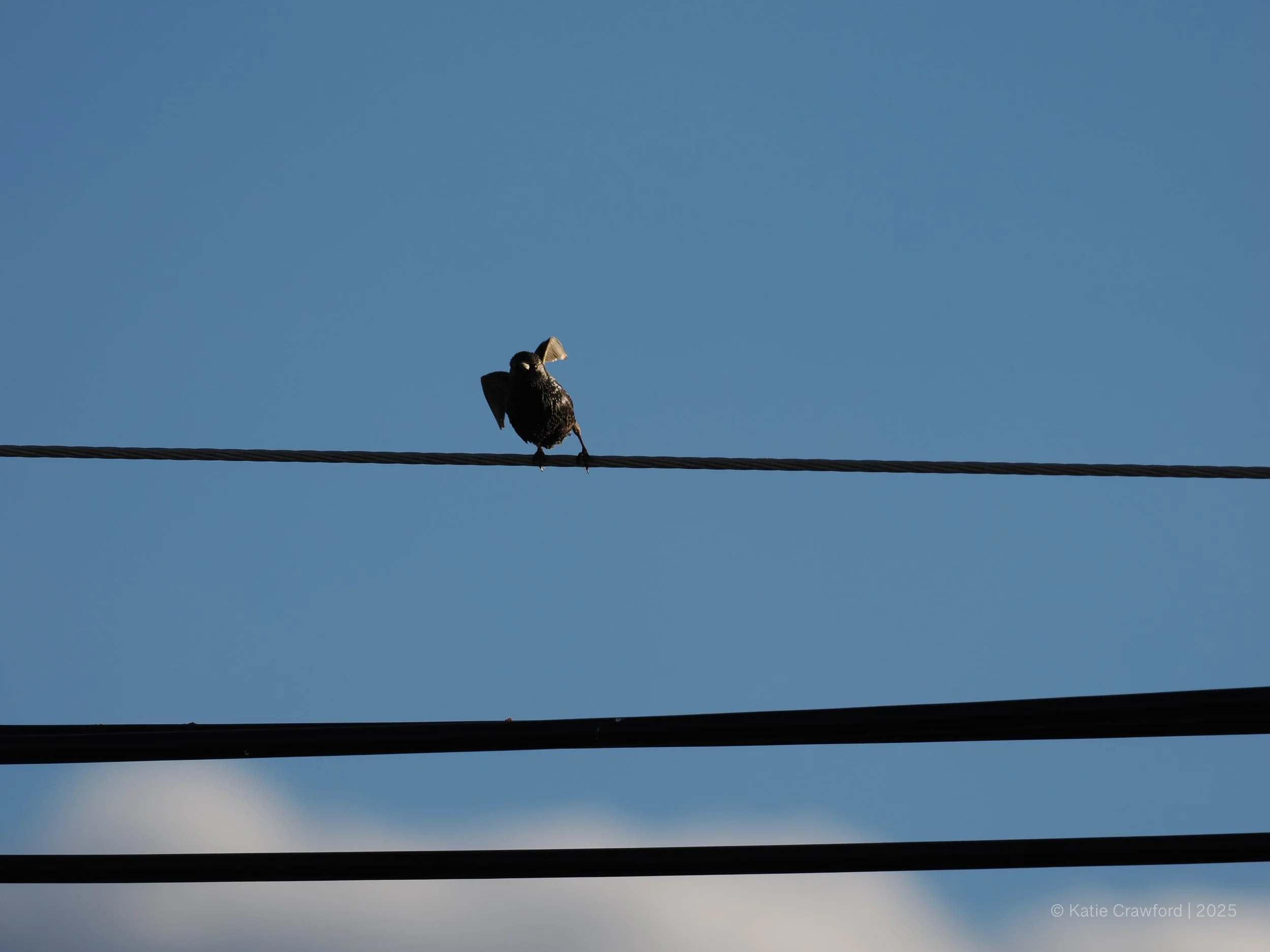Taking Flight - Starlings -4.jpg