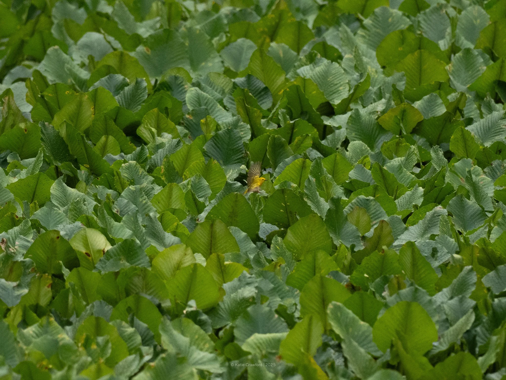 Yellow Warbler Green Leaves .jpg