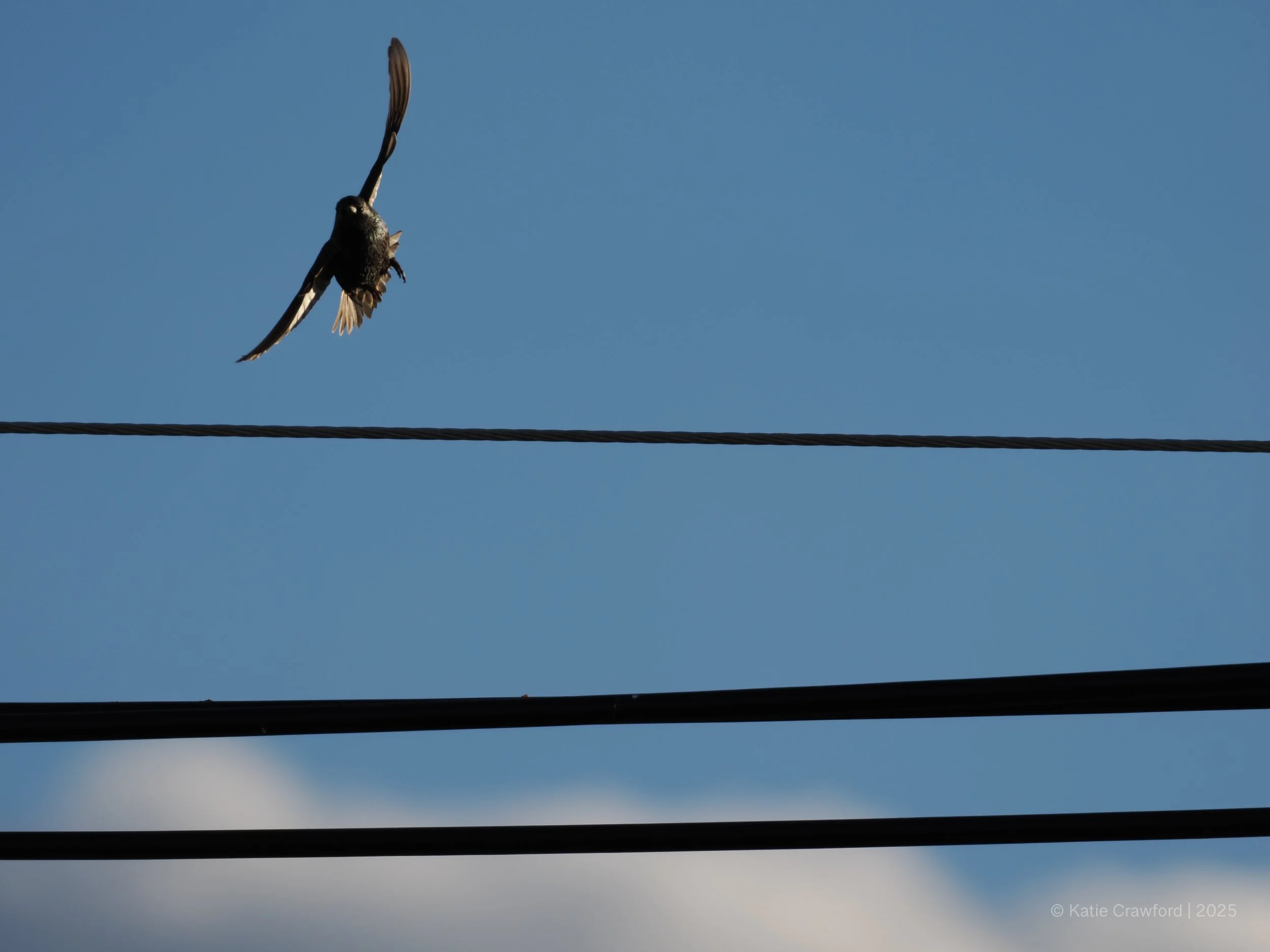 Taking Flight - Starlings -2.jpg