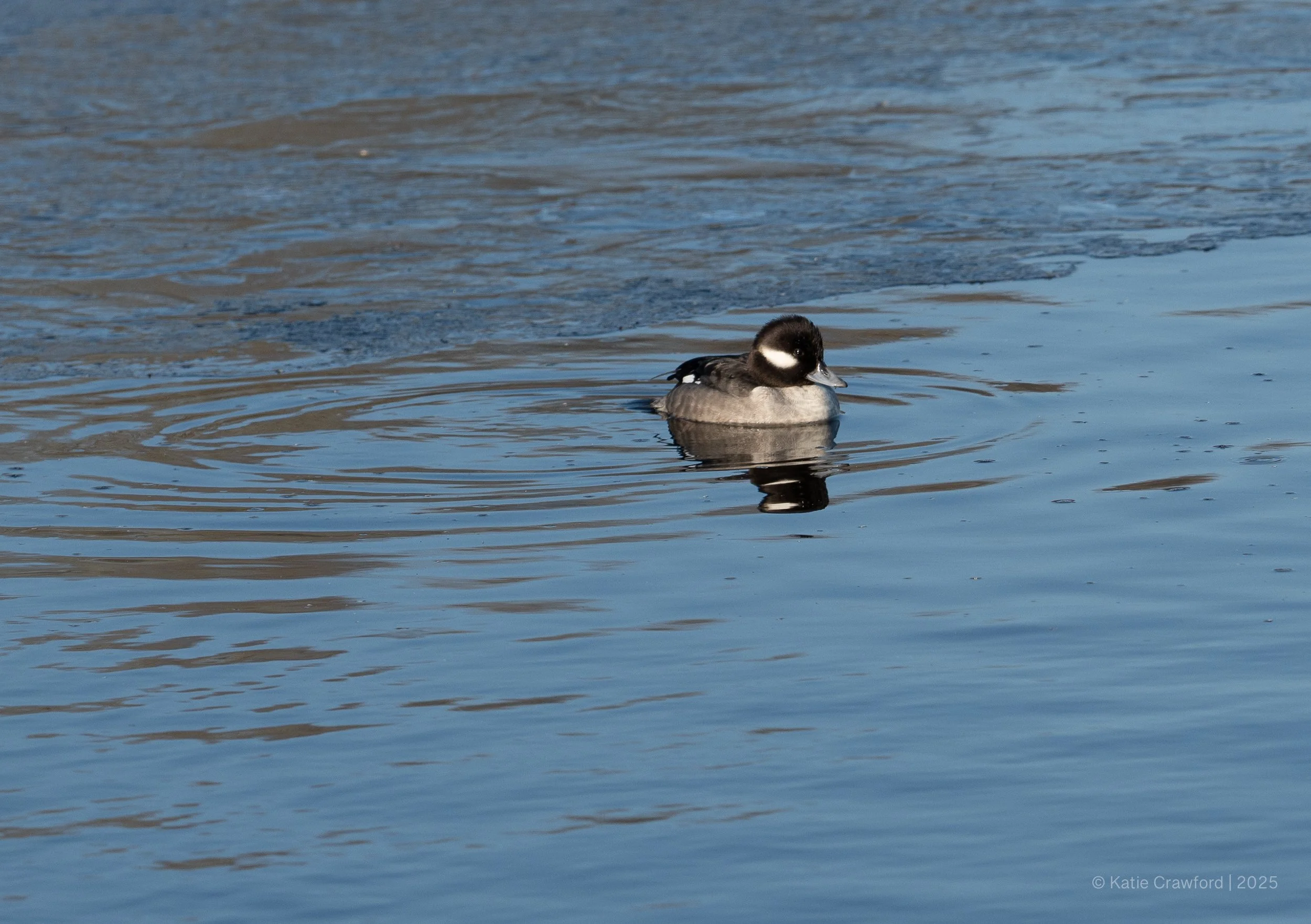 Lone female bufflehead 
