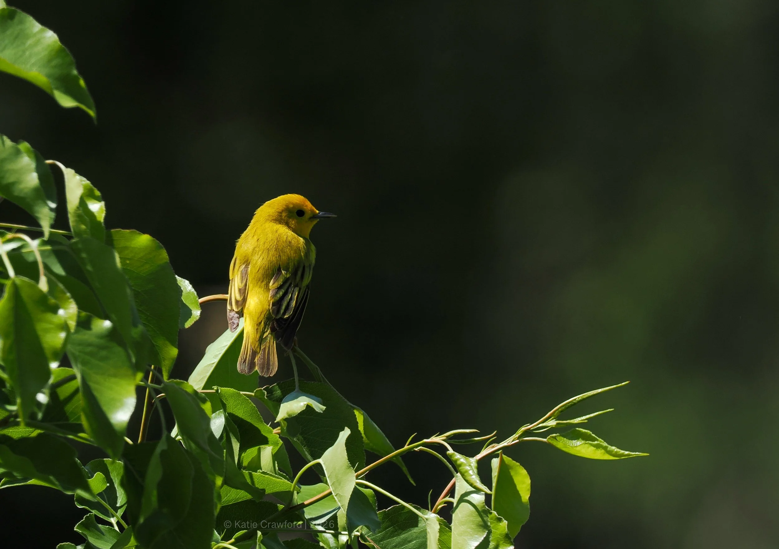 Yellow Warbler - Great Swamp Observation Center - May 2026 