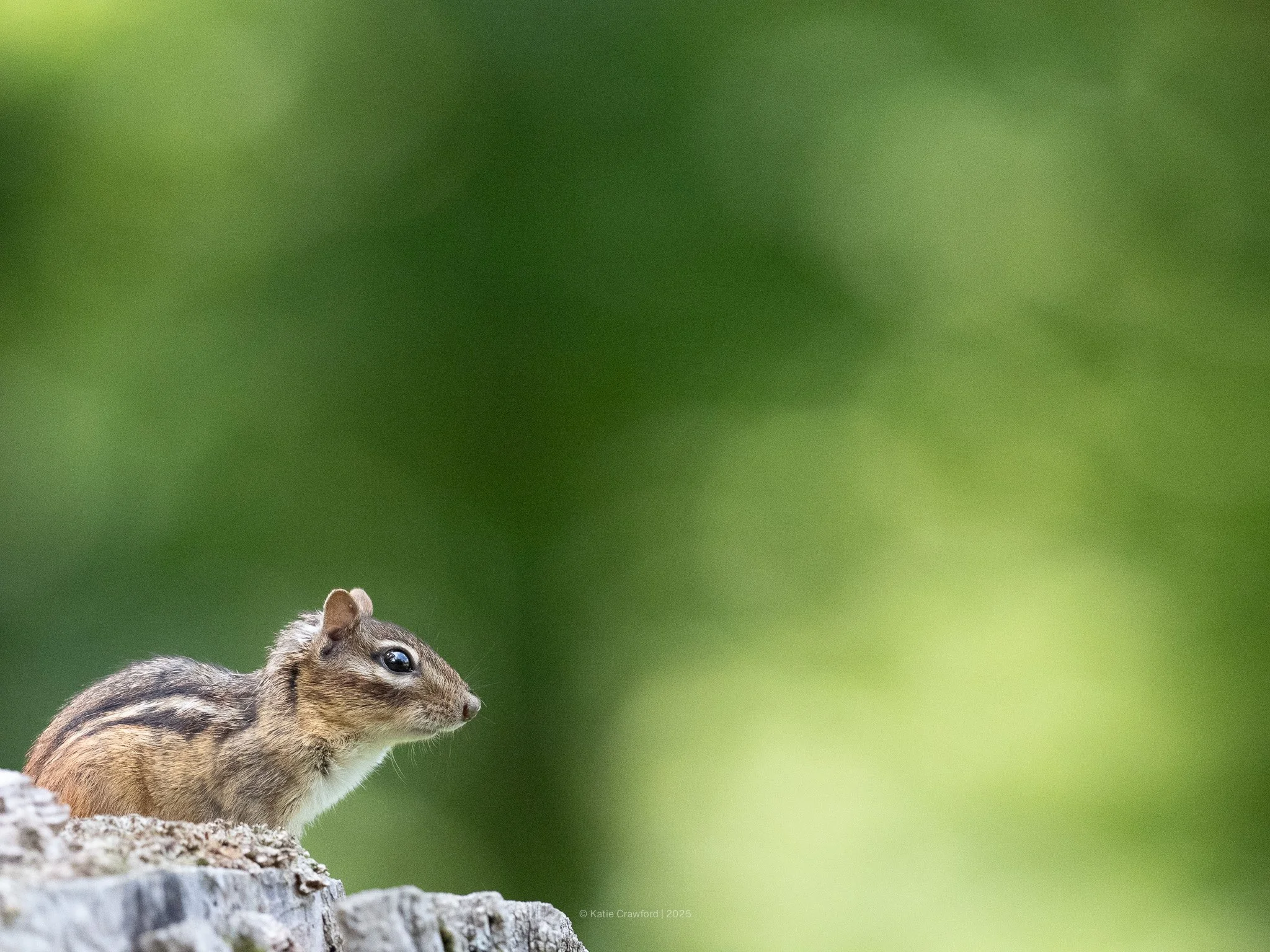 Chipmunk on alert .jpg