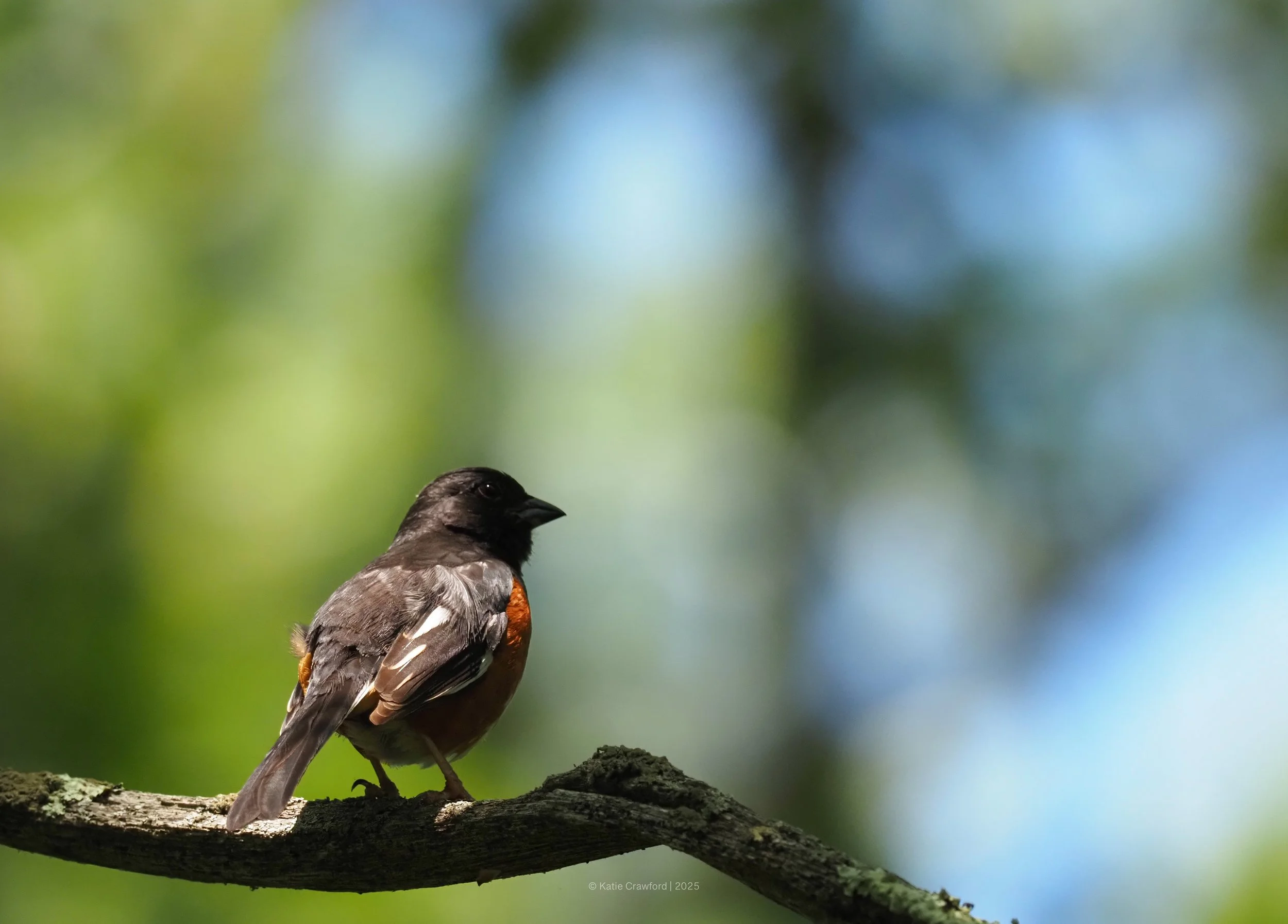 Eastern Towhee.jpg