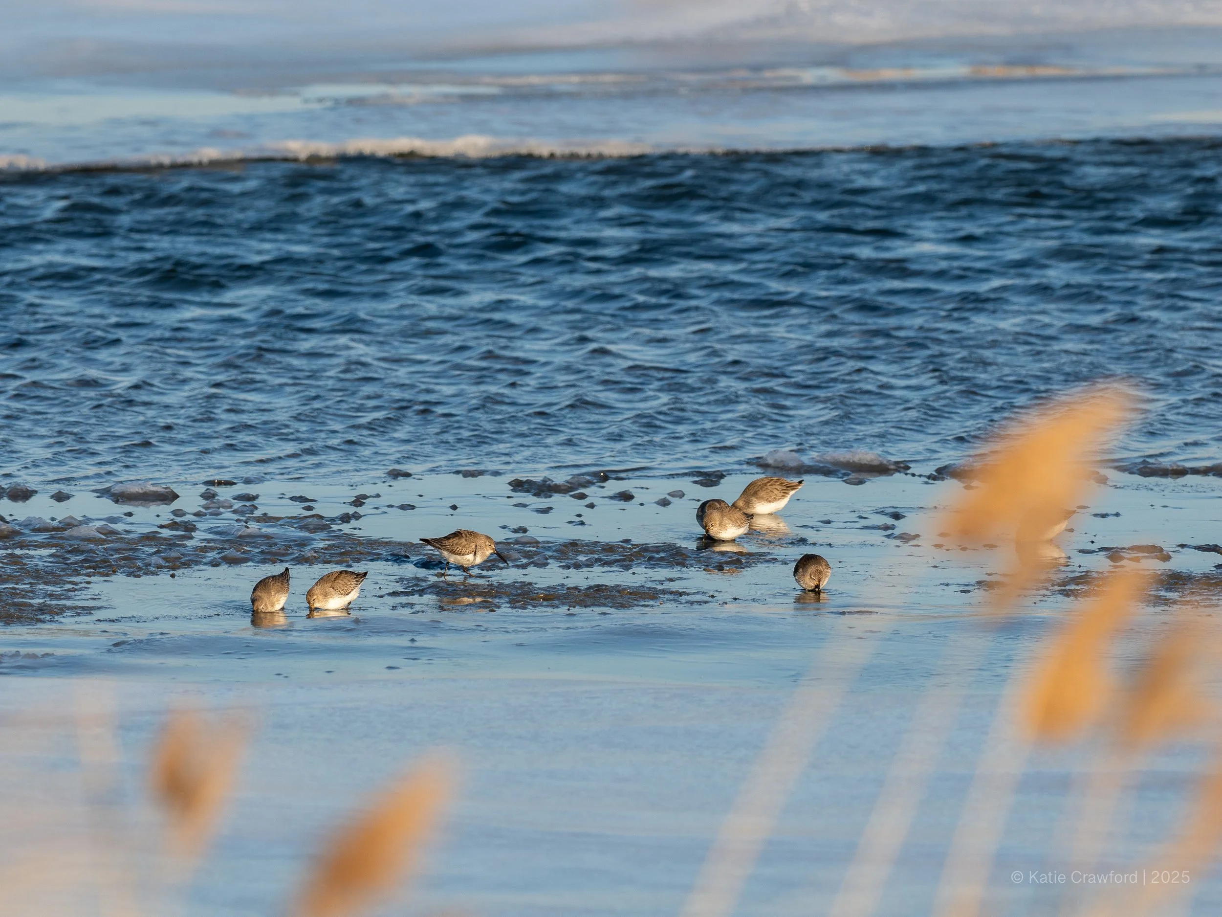 Sand Pipers dinning on the frozen salt marsh 