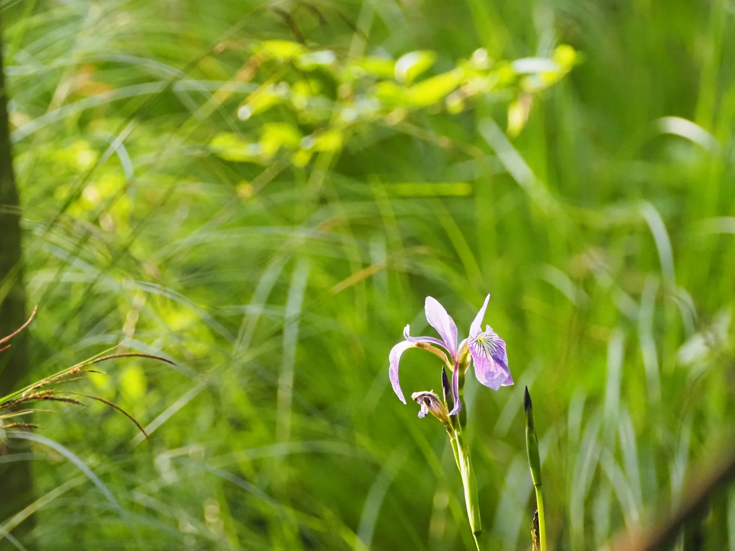 "Iris"