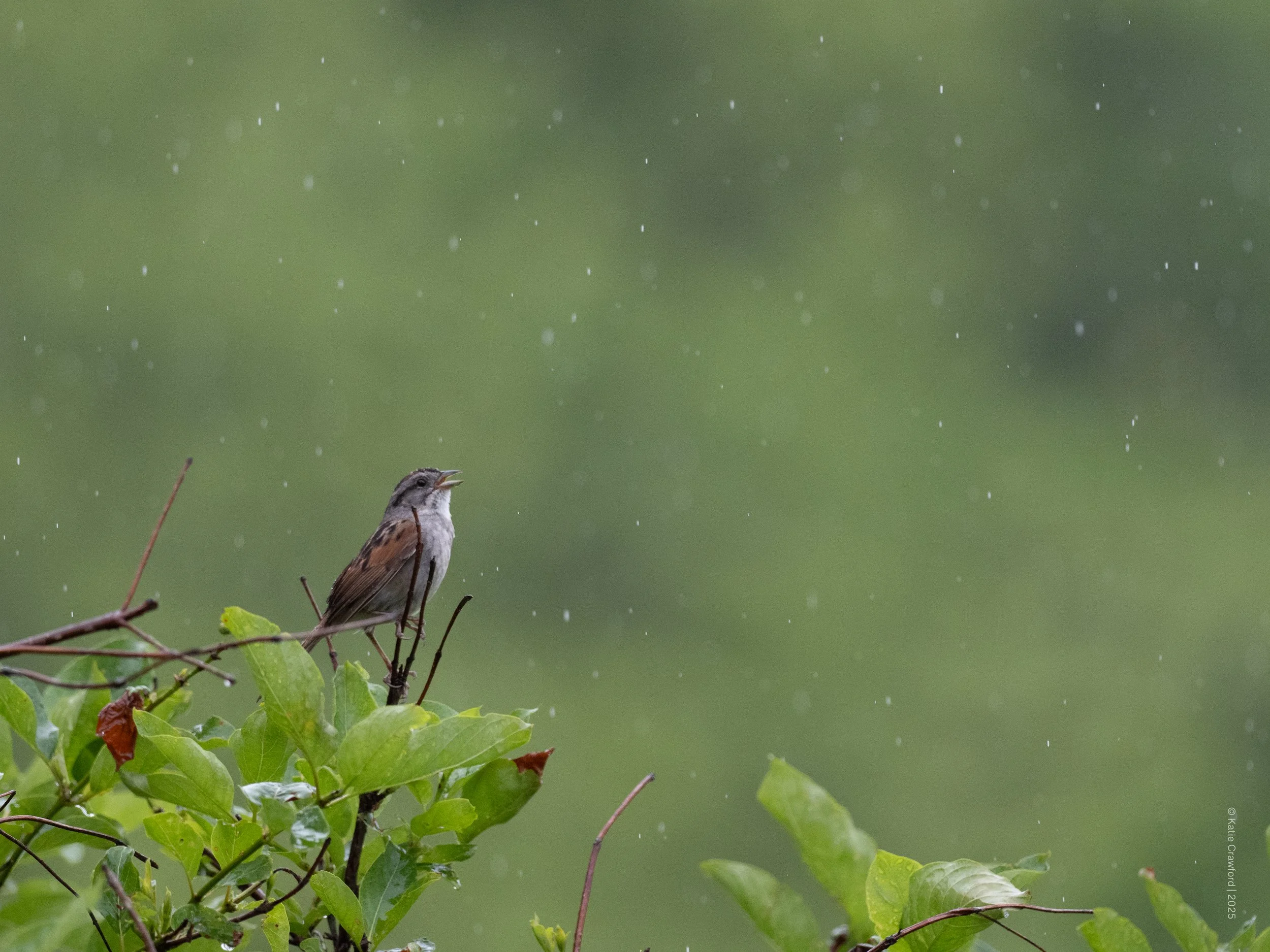 "Singin' in the rain"