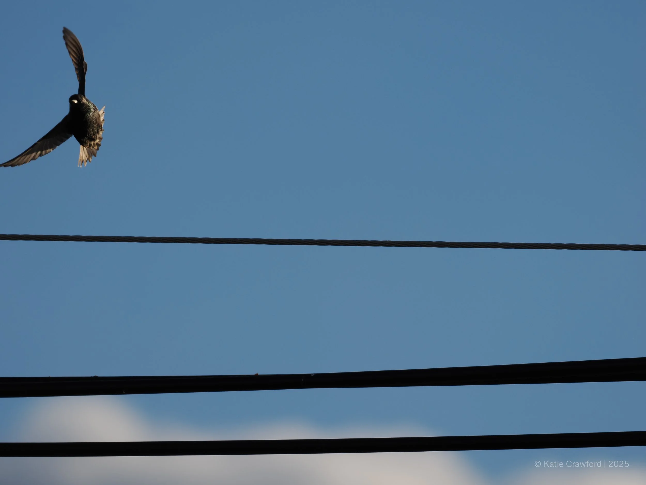 Taking Flight - Starlings -1.jpg