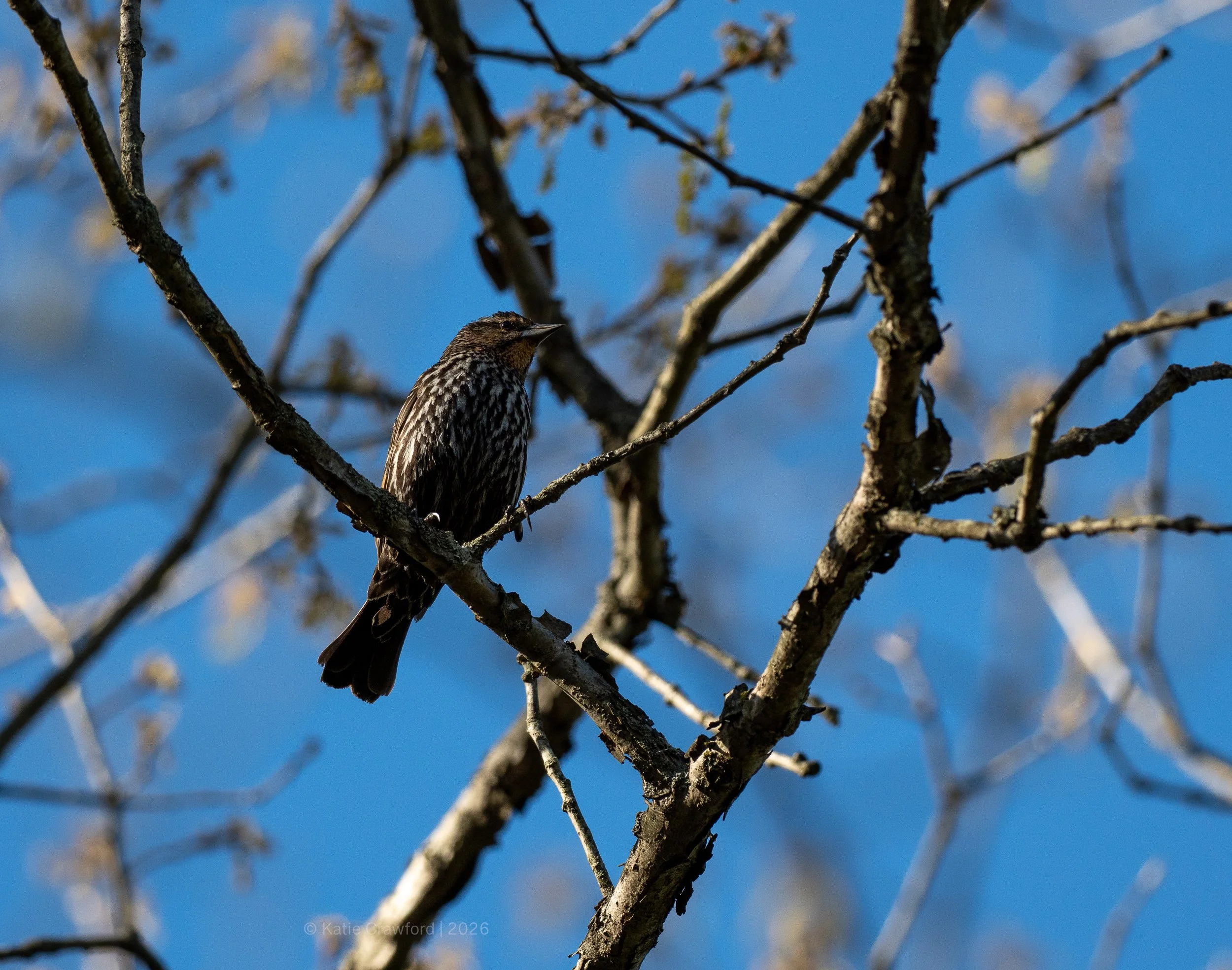 Female - Red Winged Black Bird - Great Swamp Observation Center - May 2026 