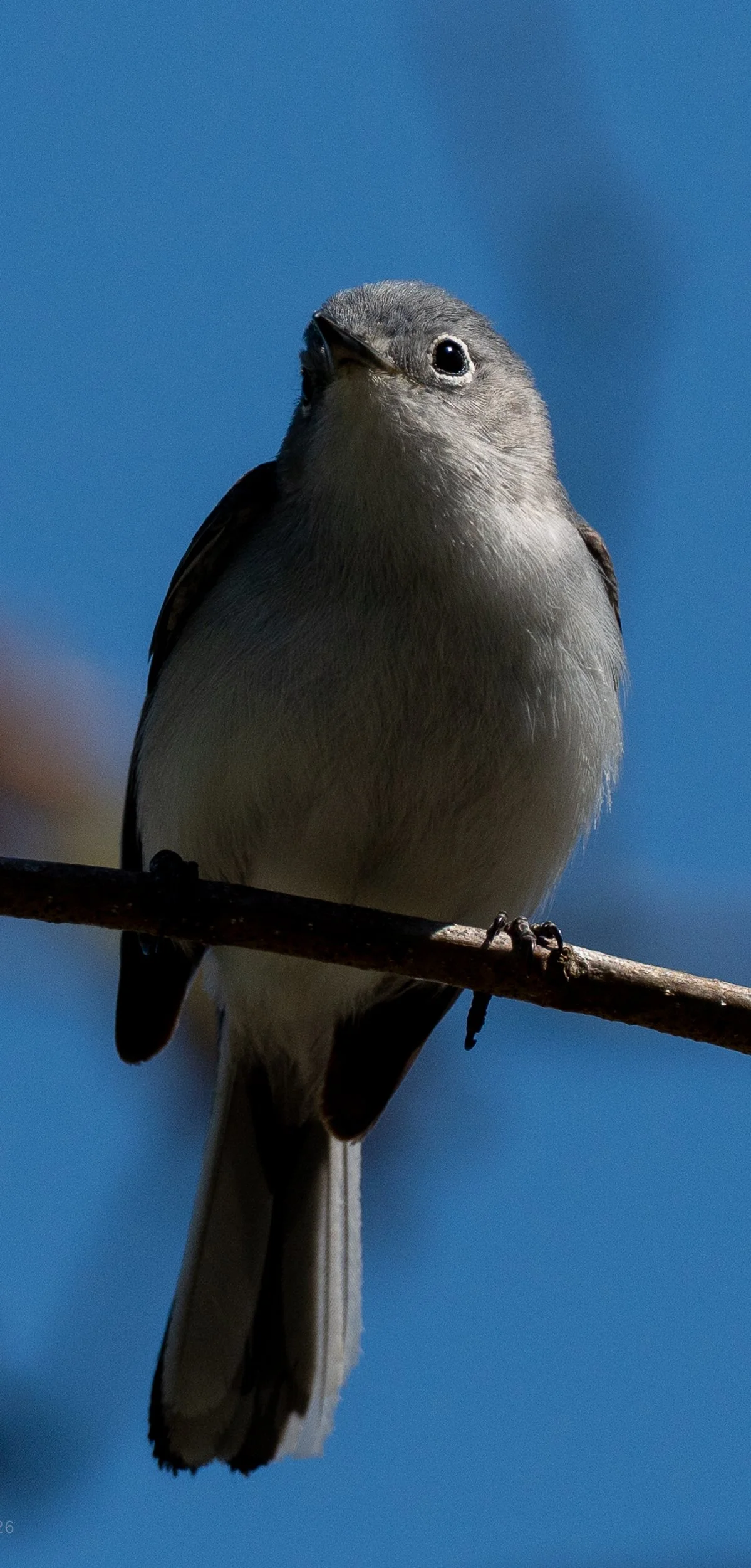 Blue Grey Gnat Catcher - Great Swamp Observation Center - May 2026 