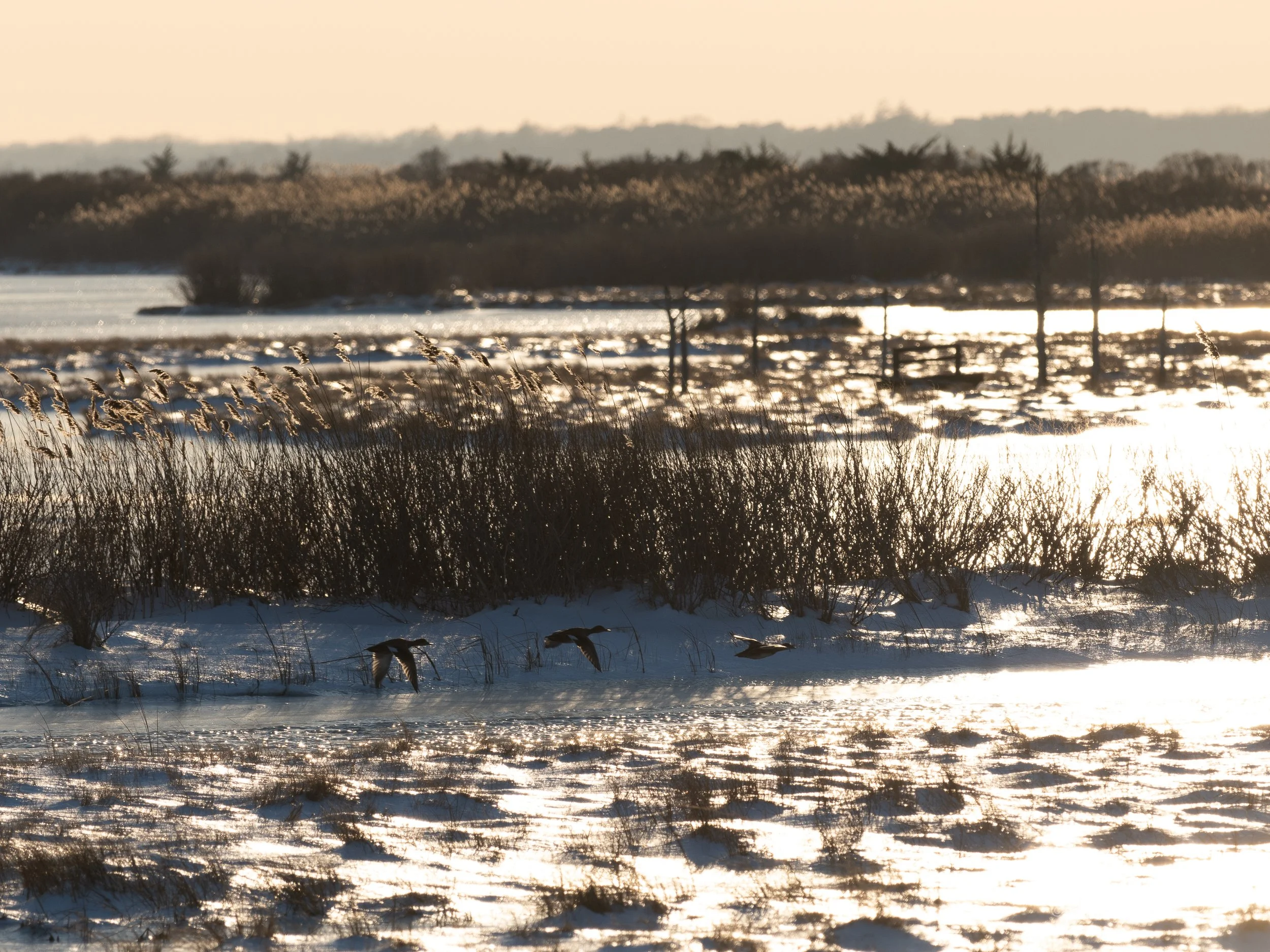 Ducks in Flight 