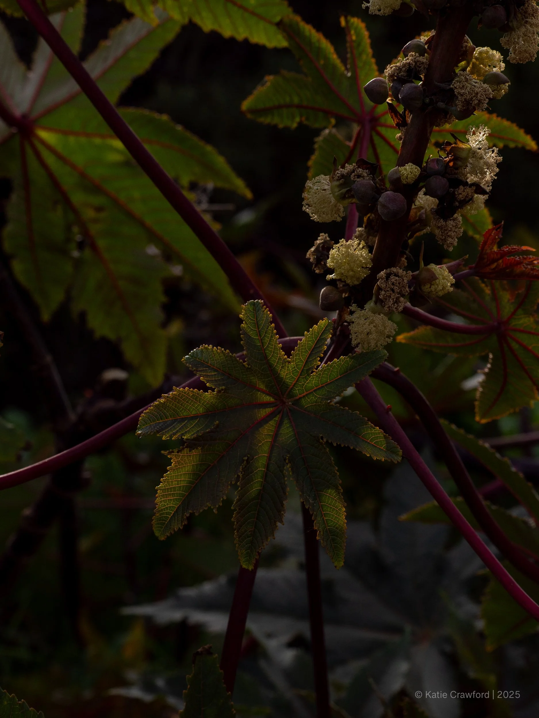 Non-native - low light - Shot in the morning, removed by the conservation crew by afternoon. - Sunset Cliffs - San Diego - January 2026