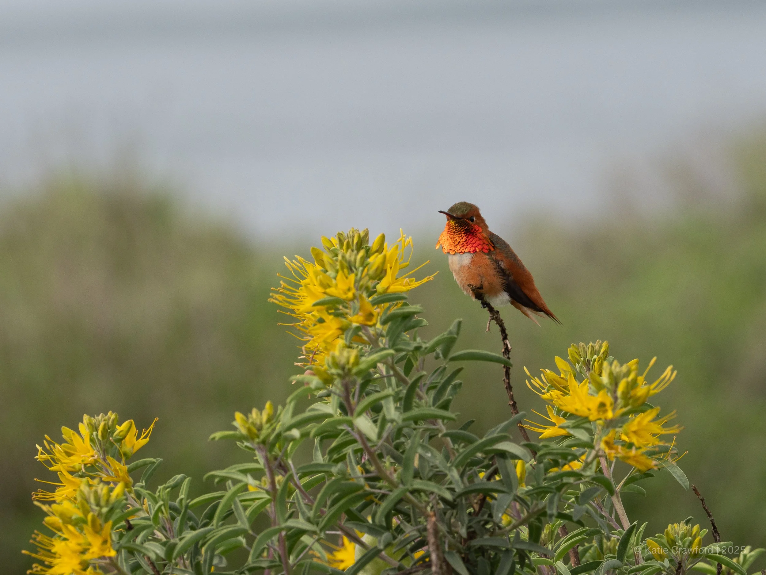 Allen's Humingbird - Sunset Cliffs - San Diego - January 2026