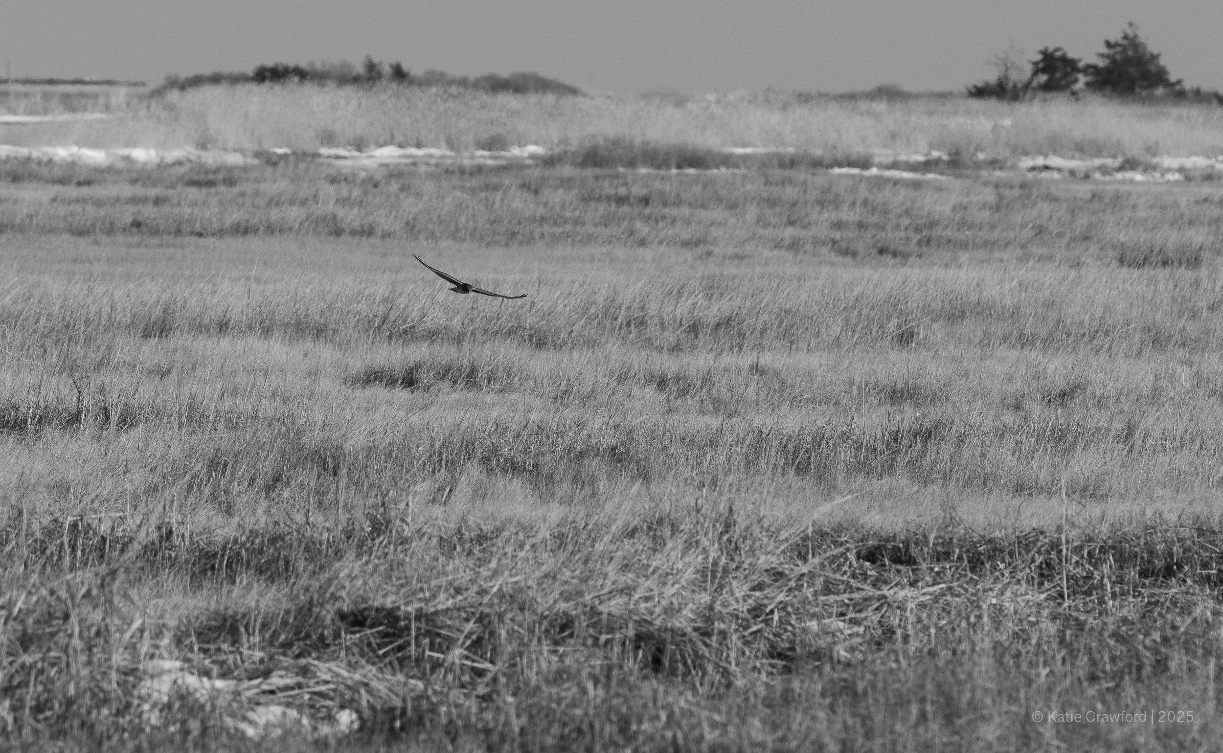Female Harrier in flight - B&W inspired by "Soaring" by Andrew Wyeth 