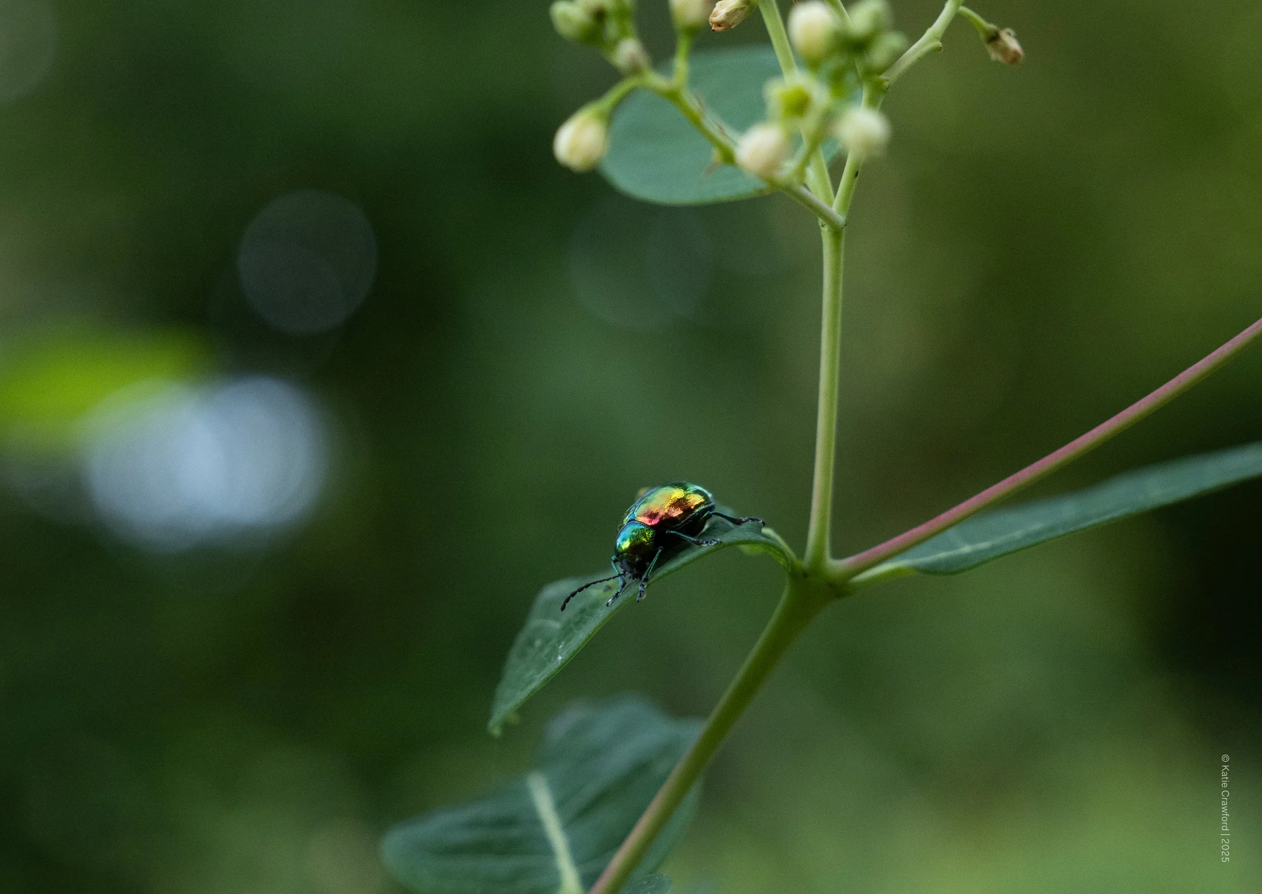 "An insect more beautiful"