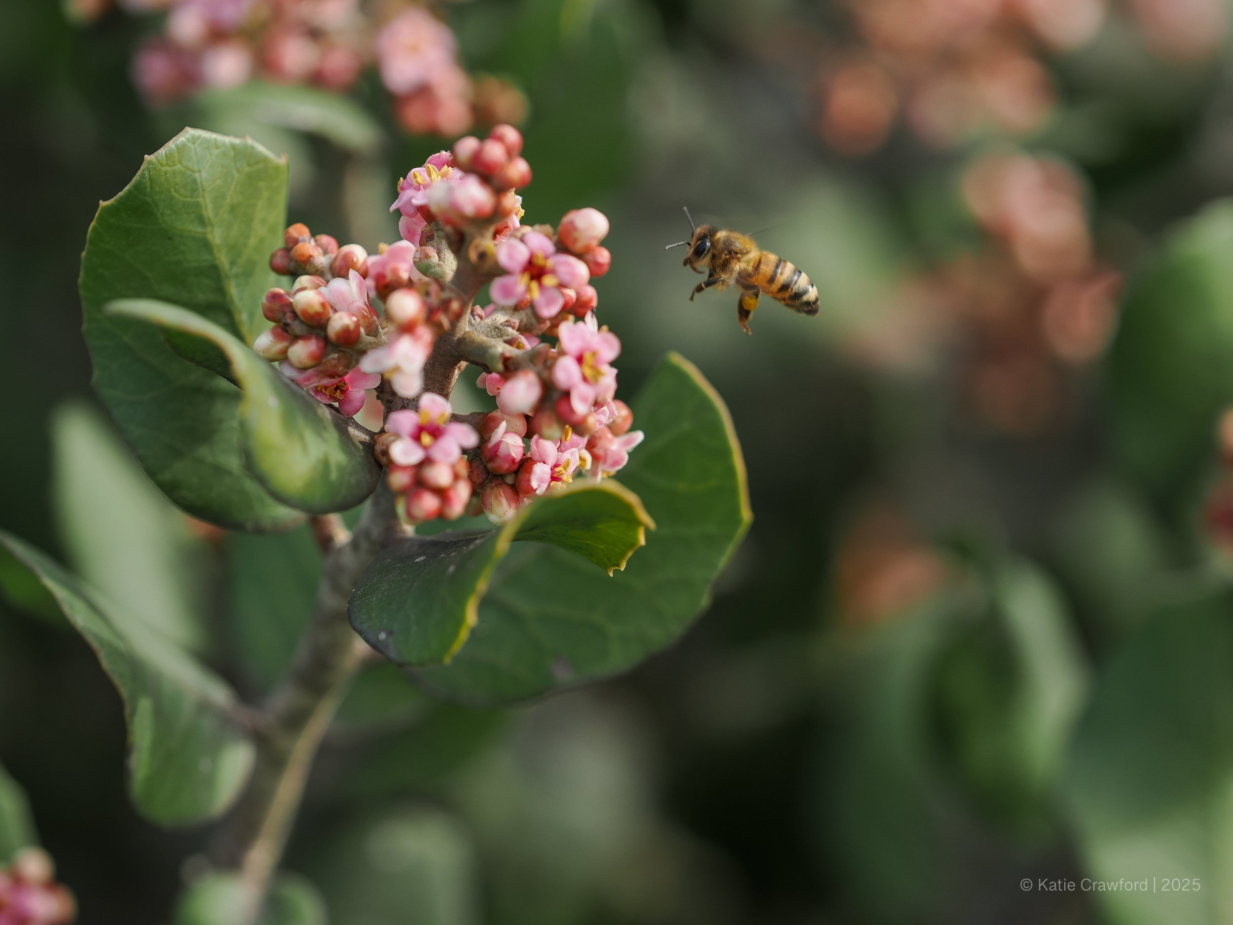Bee in Flight - Sunset Cliffs - San Diego - January 2026