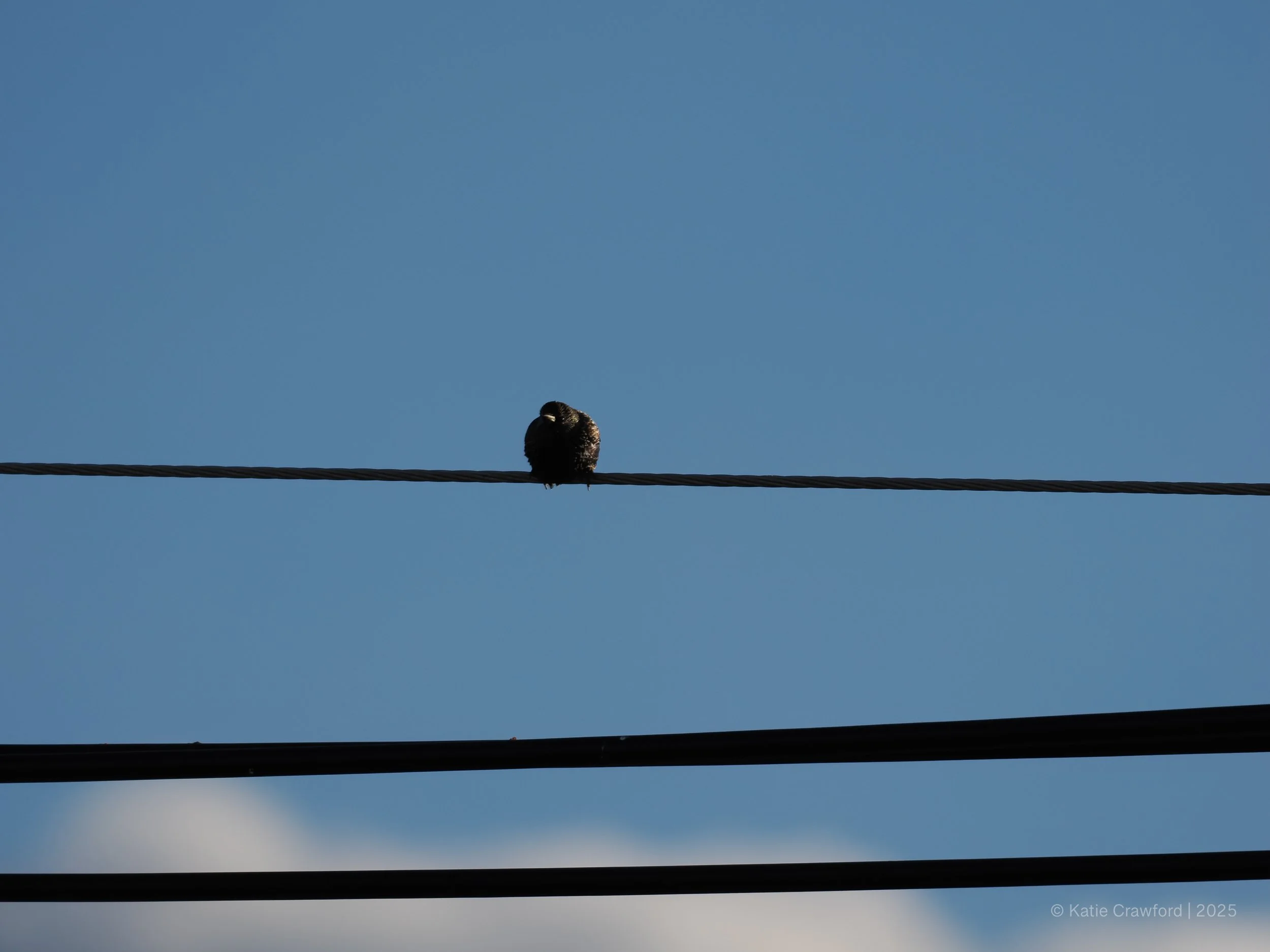 Taking Flight - Starlings -5.jpg