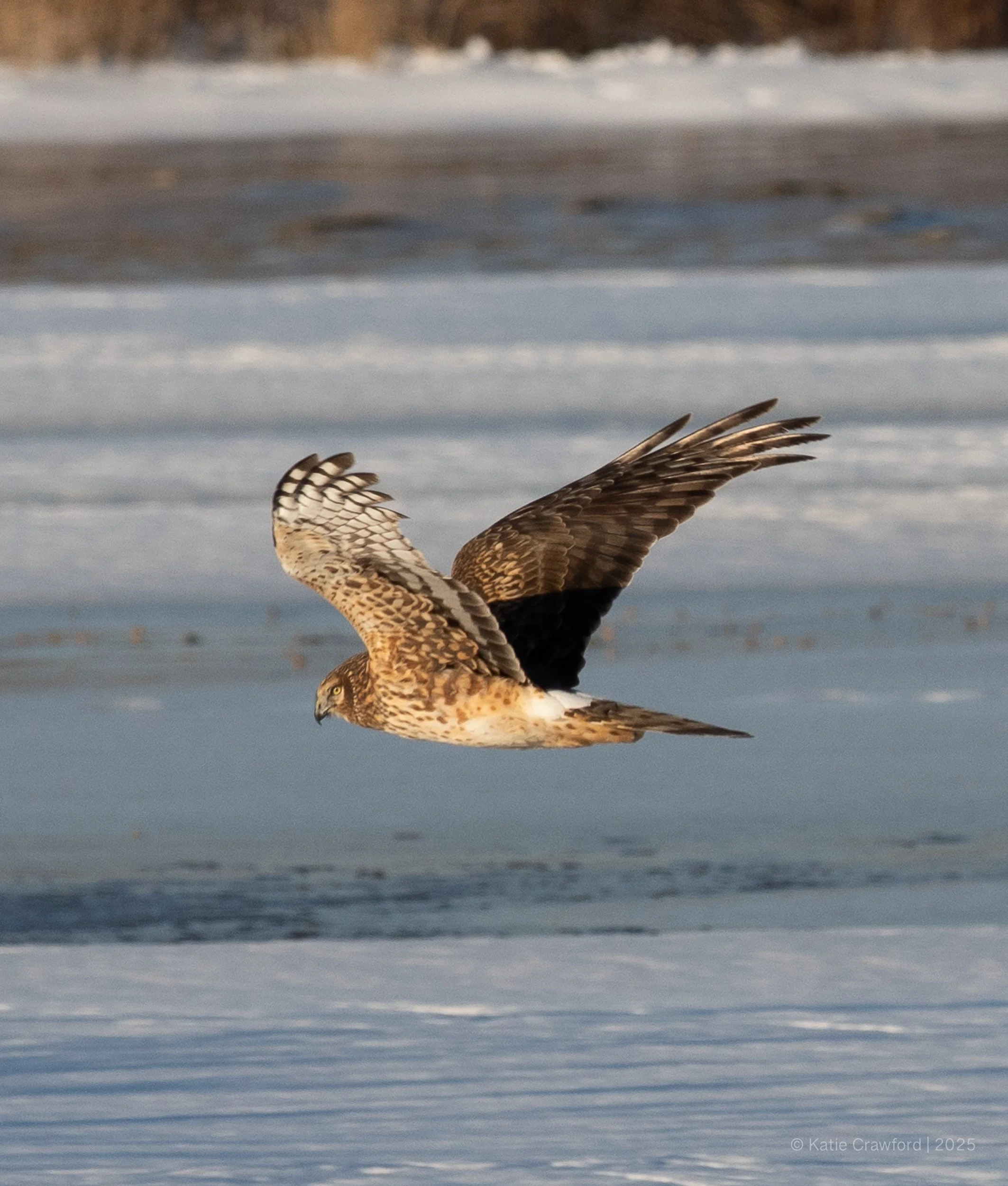 Female Harrier in flight 