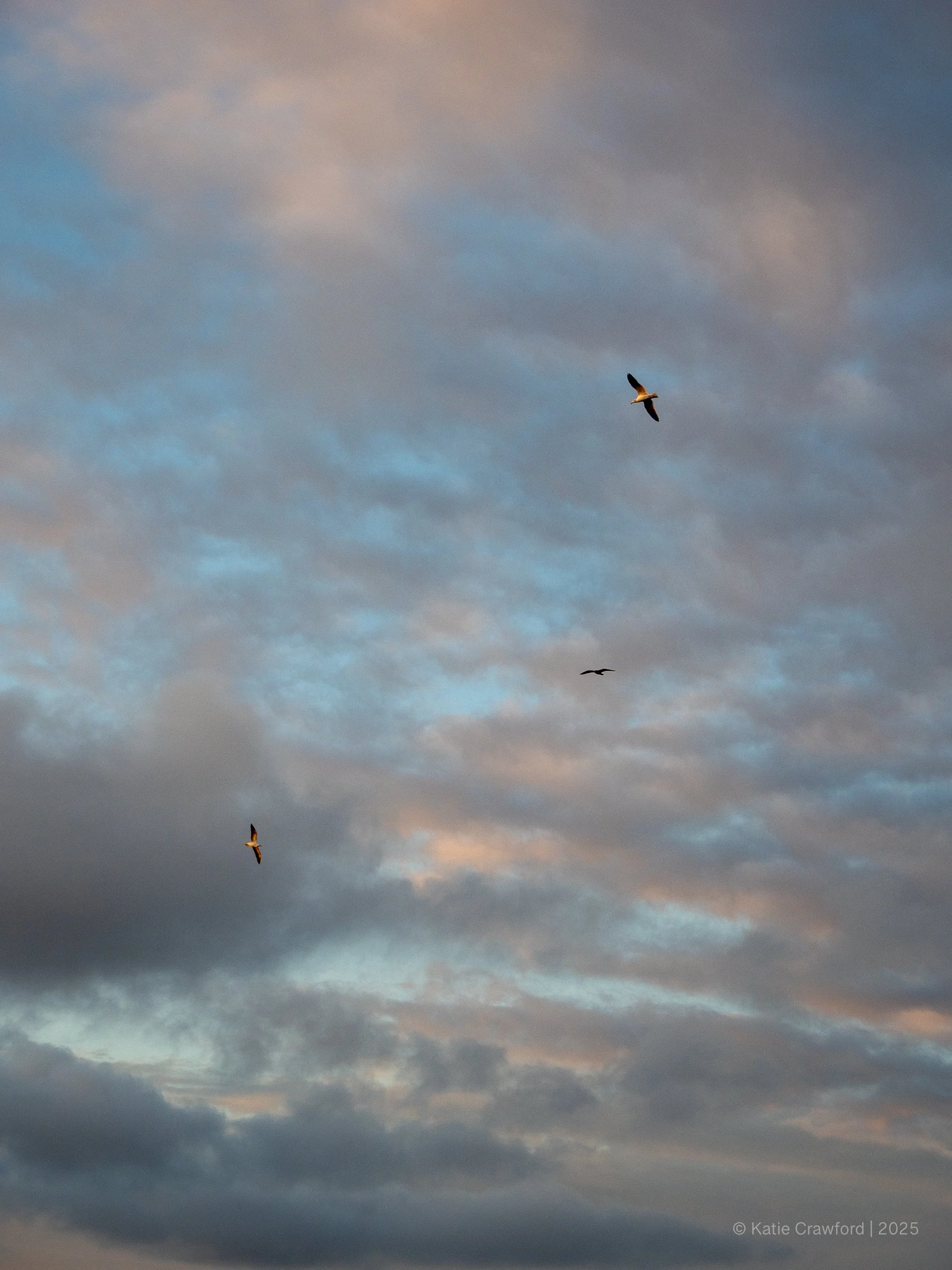 Seagulls  - Sunset Cliffs - January 2026