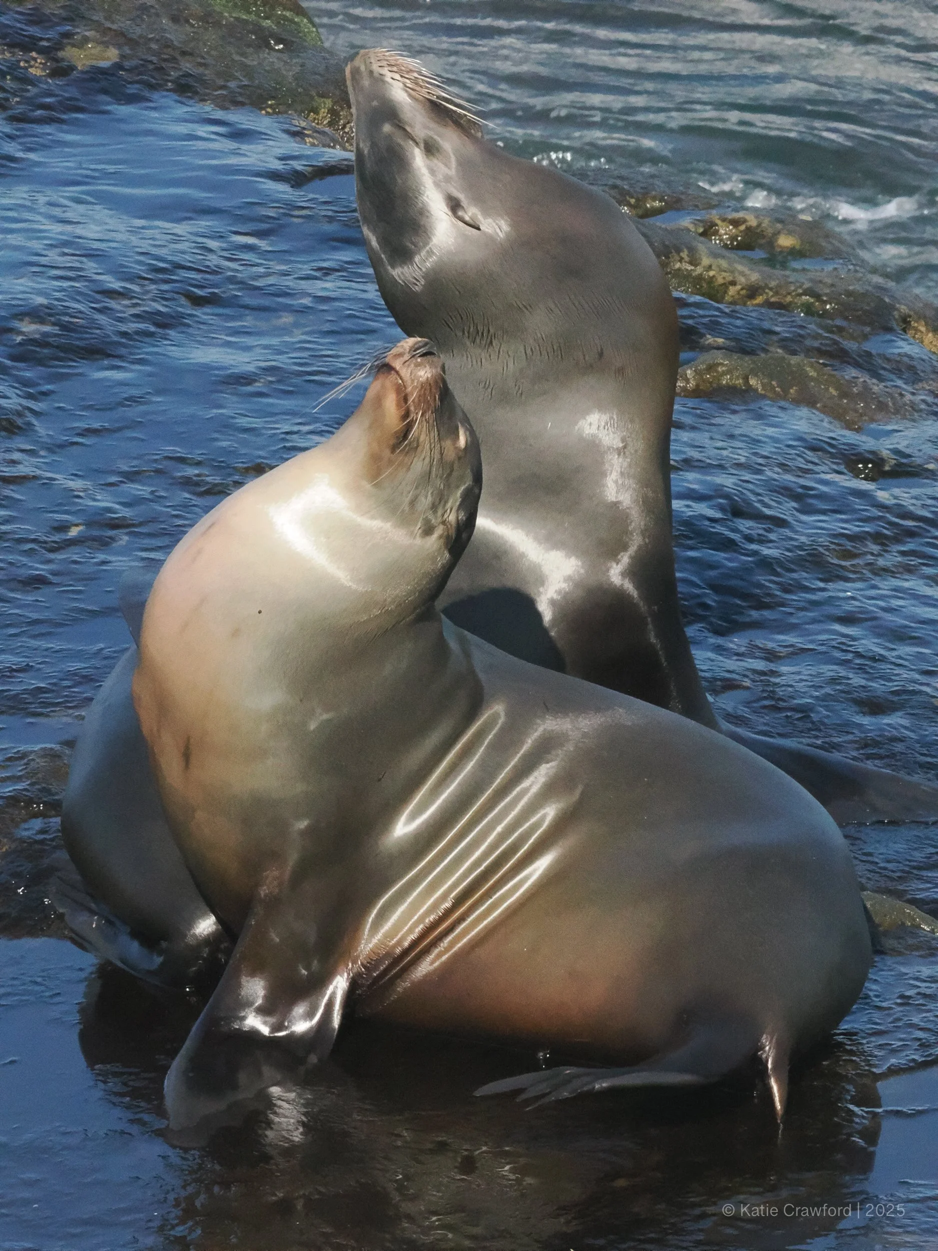 Sealions-2.jpg