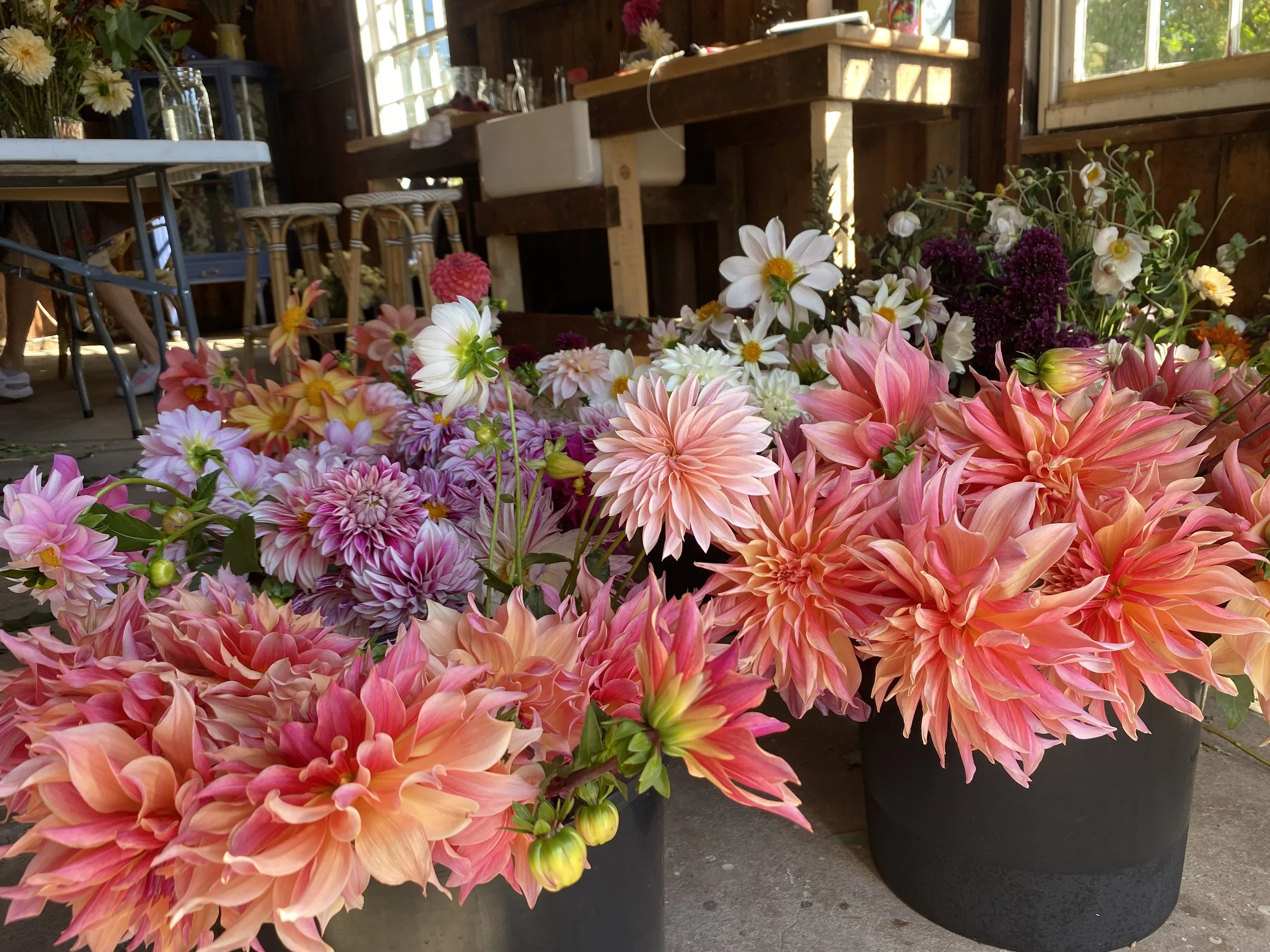 A variety of colorful dahlias in black pots inside a rustic wooden room with large windows.