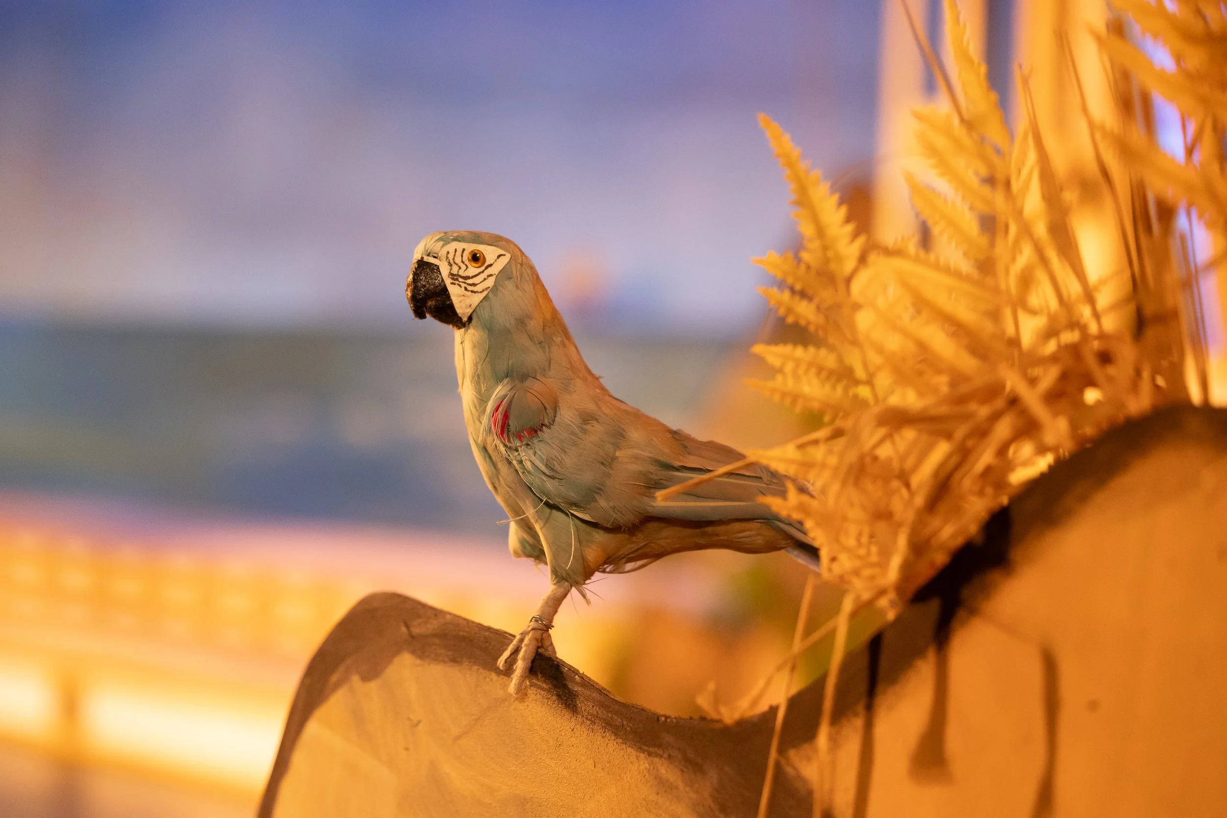 Charlottesville Opera - Pirates-401.jpg