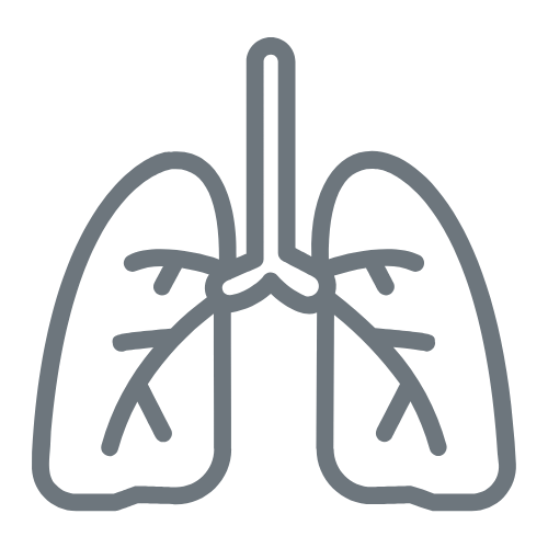 Illustration of human lungs with bronchial tubes and airways.