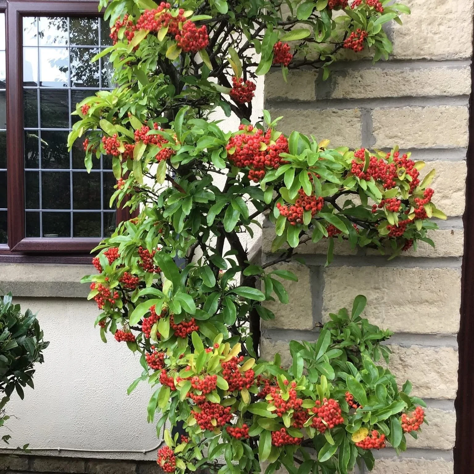 A climbing plant with red berries and green leaves growing against a brick wall.