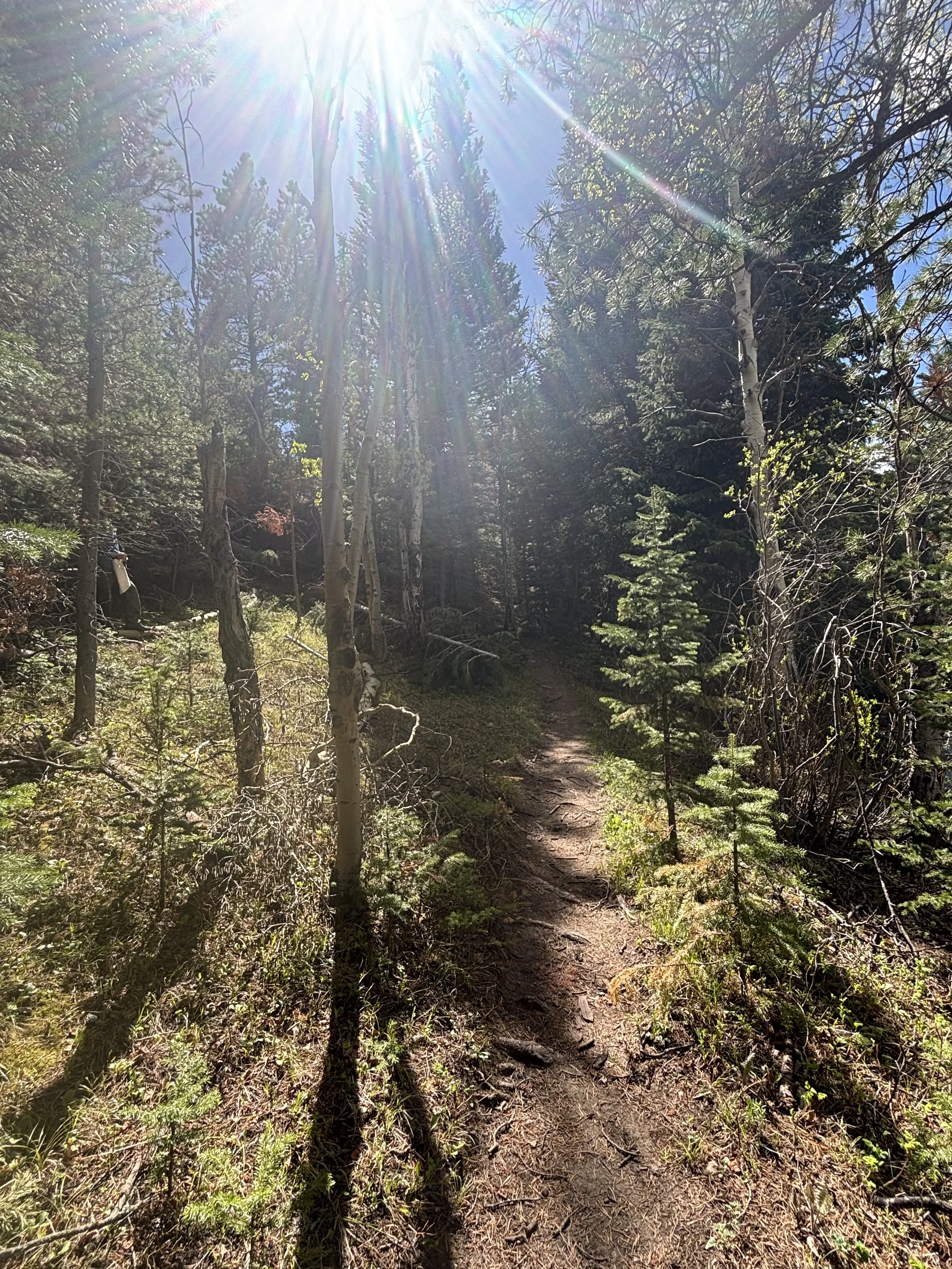 Peaceful forest path