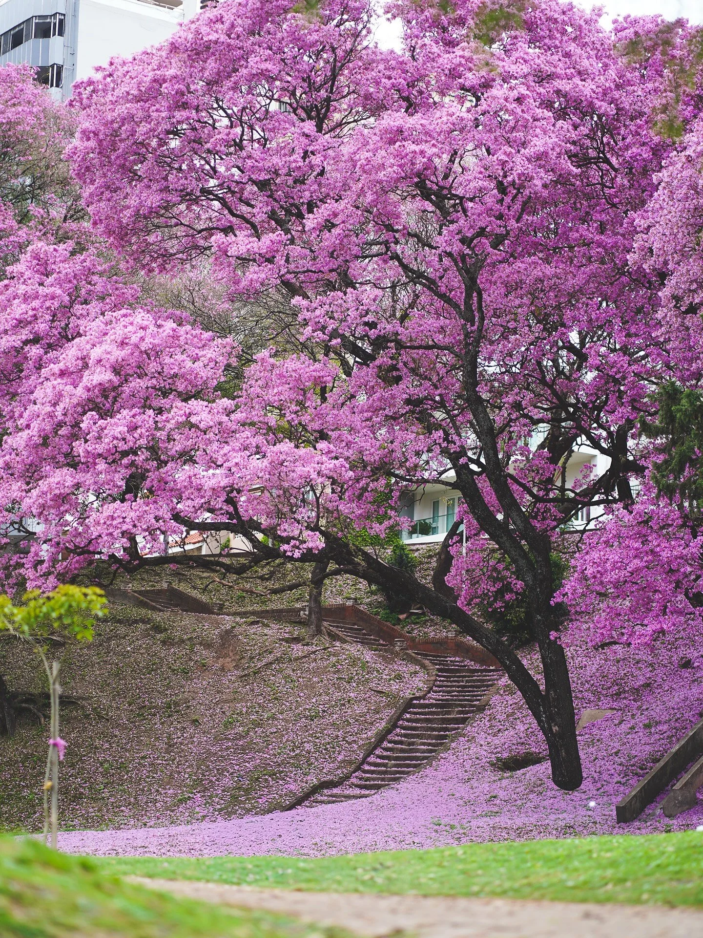🌸📸
Se celebra el fin del invierno con fotos de algunos handroanthus impetiginosus (valoren que busqu&eacute; el nombre original) 
Pensaba si antes de Instagram les prest&aacute;bamos tanta atenci&oacute;n como ahora.
Siempre existieron y siempre fu