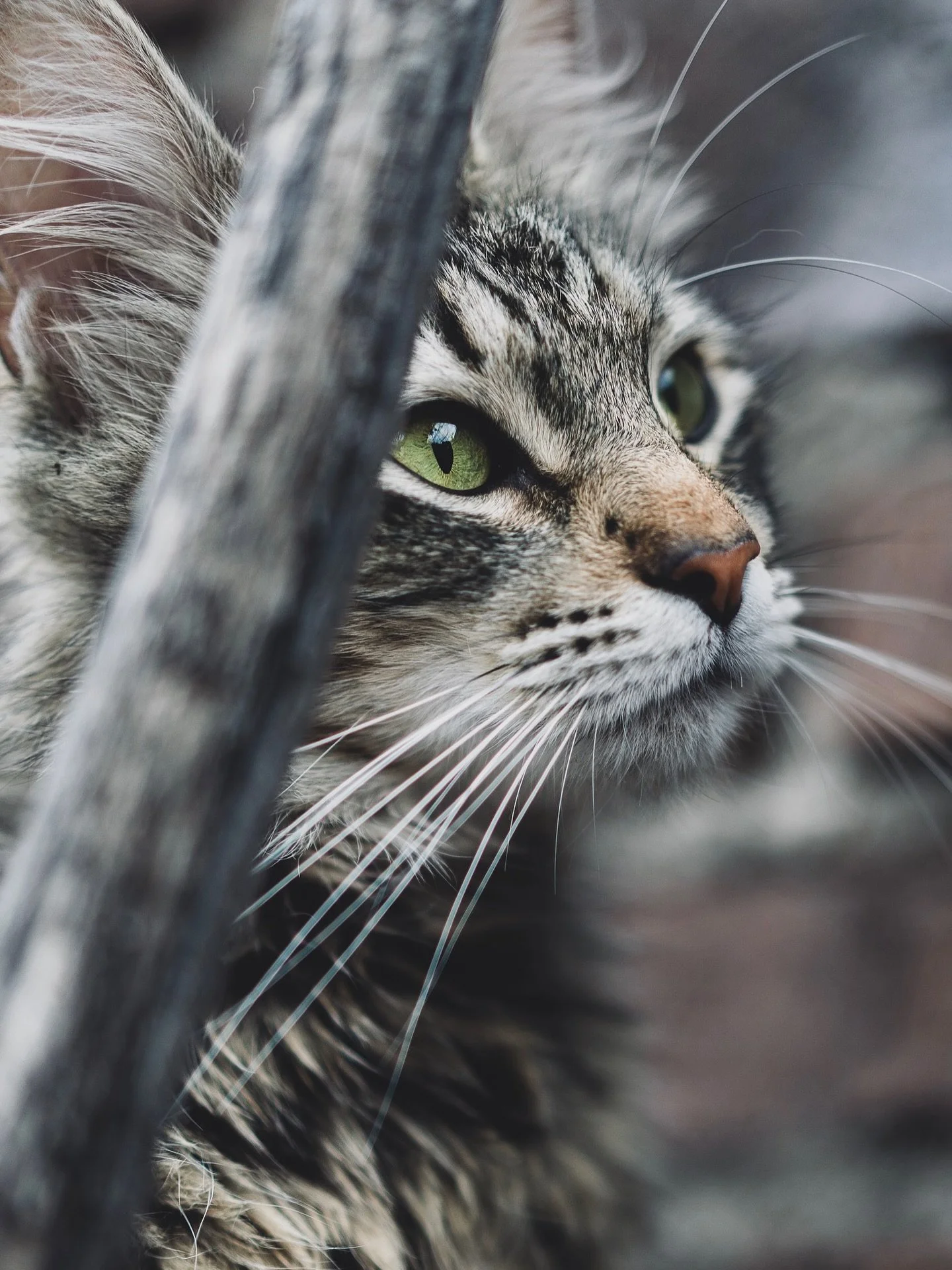 📸🐱
Sesi&oacute;n improvisada, le gust&oacute; la c&aacute;mara parece 😎

#cat #cats_of_instagram #cats #50mm