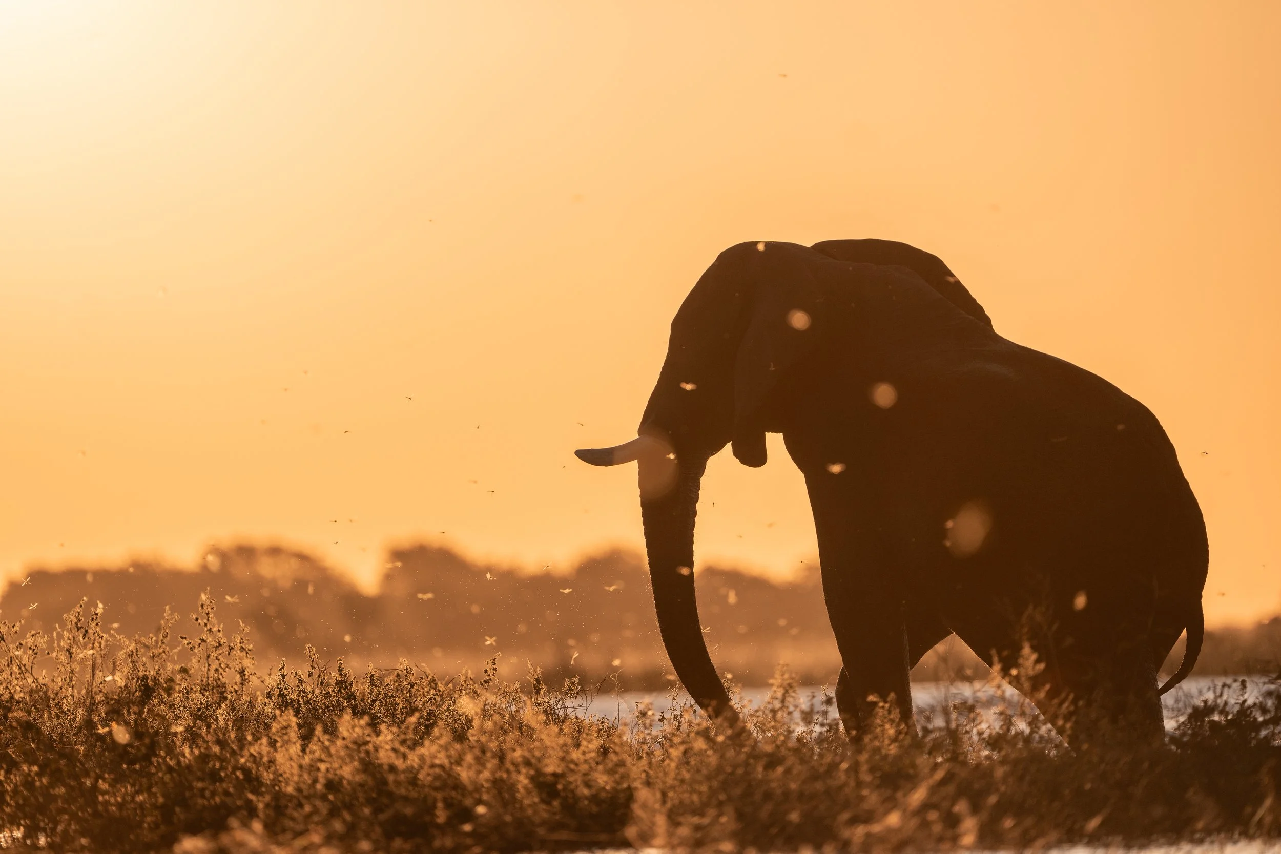 Elephant, Chobe River, Botswana