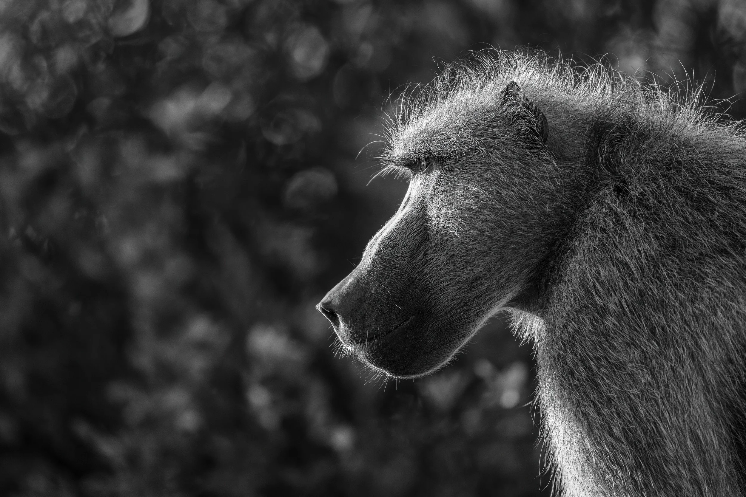 Black and White Image of a baboon, taken in Hwange National Park - Zimbabwe