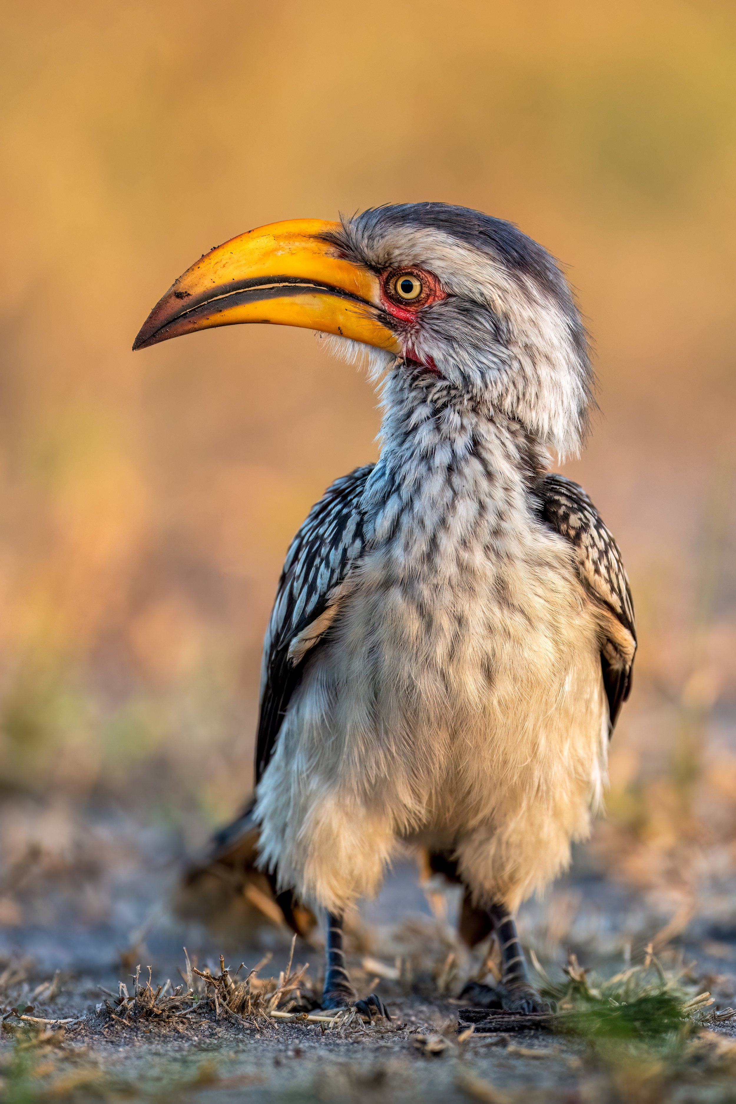Southern Yellow-billed Hornbill, Zimbabwe