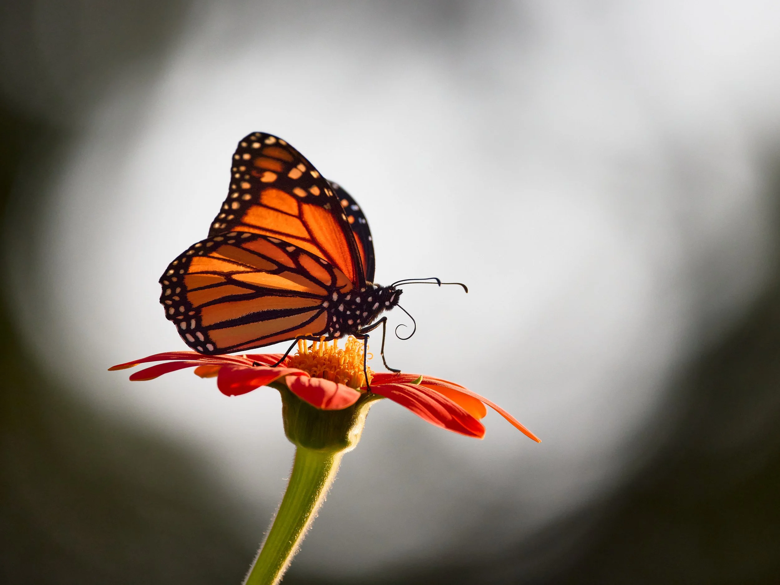 Macro Photography - Butterfly on a flower