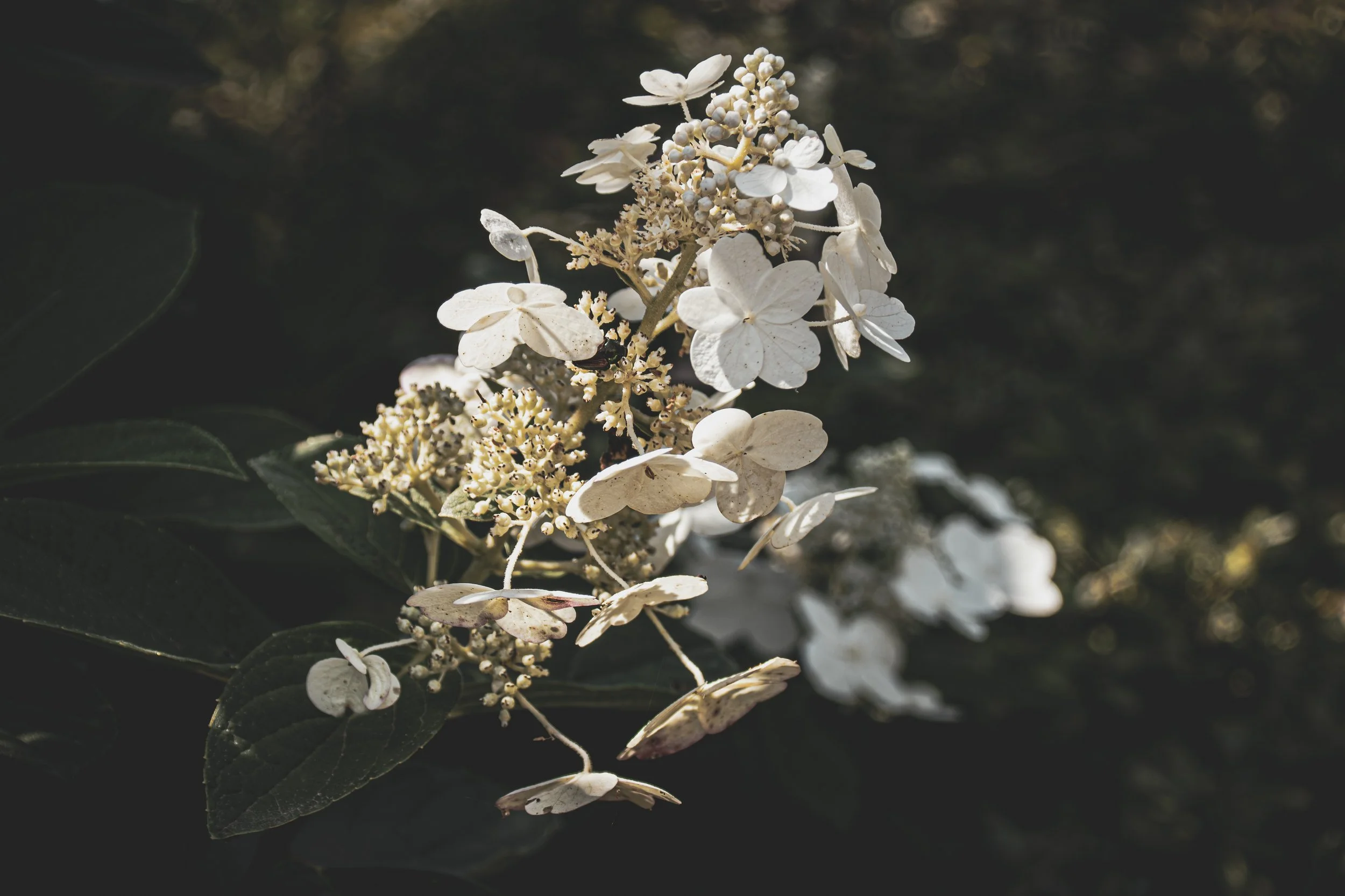 NATURE