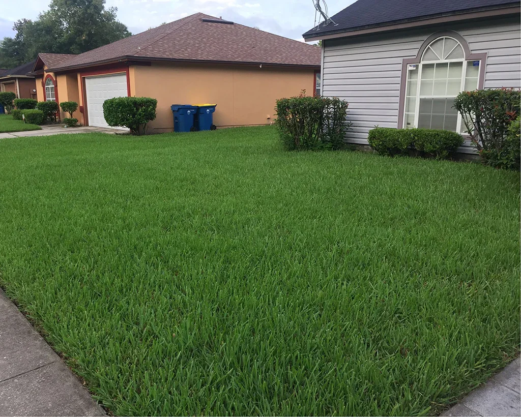 SaintAugustinegrass3.webp