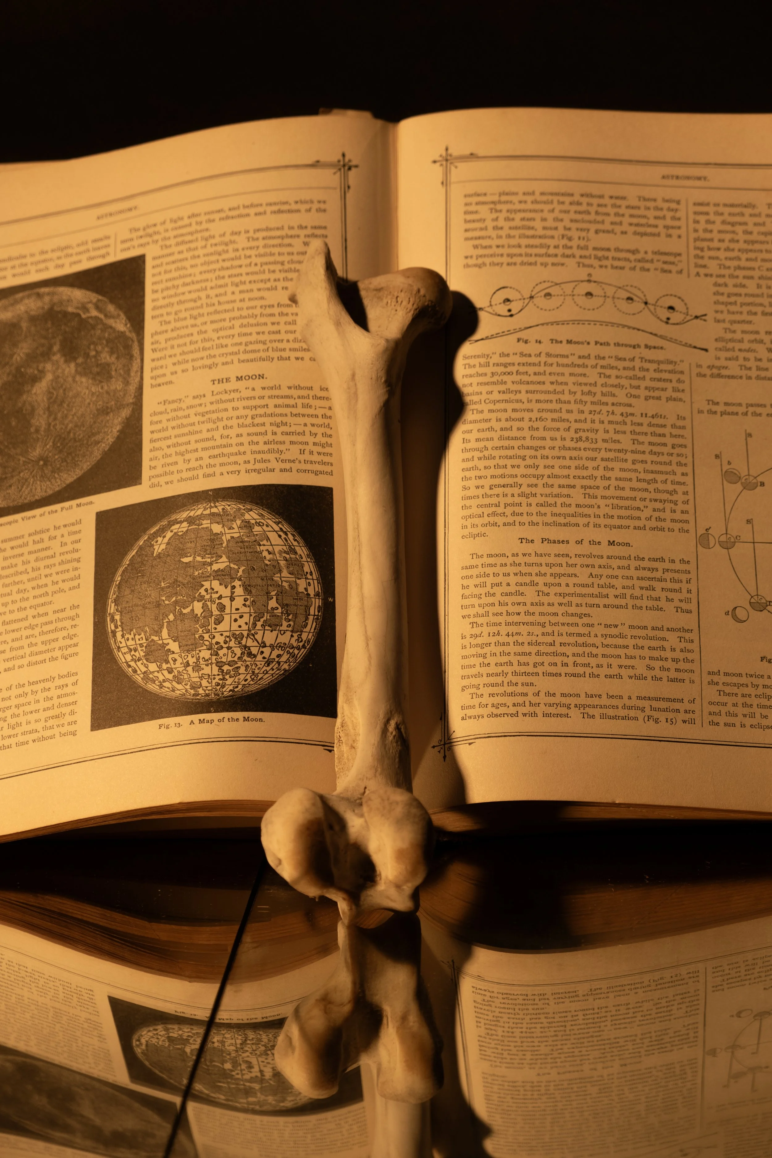 BooknBone.jpg