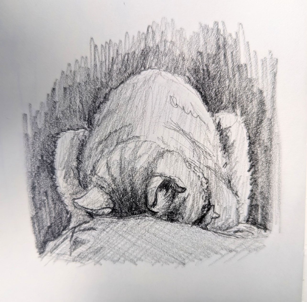 Sketch of a sleeping dog curled up on a surface with shaded background.