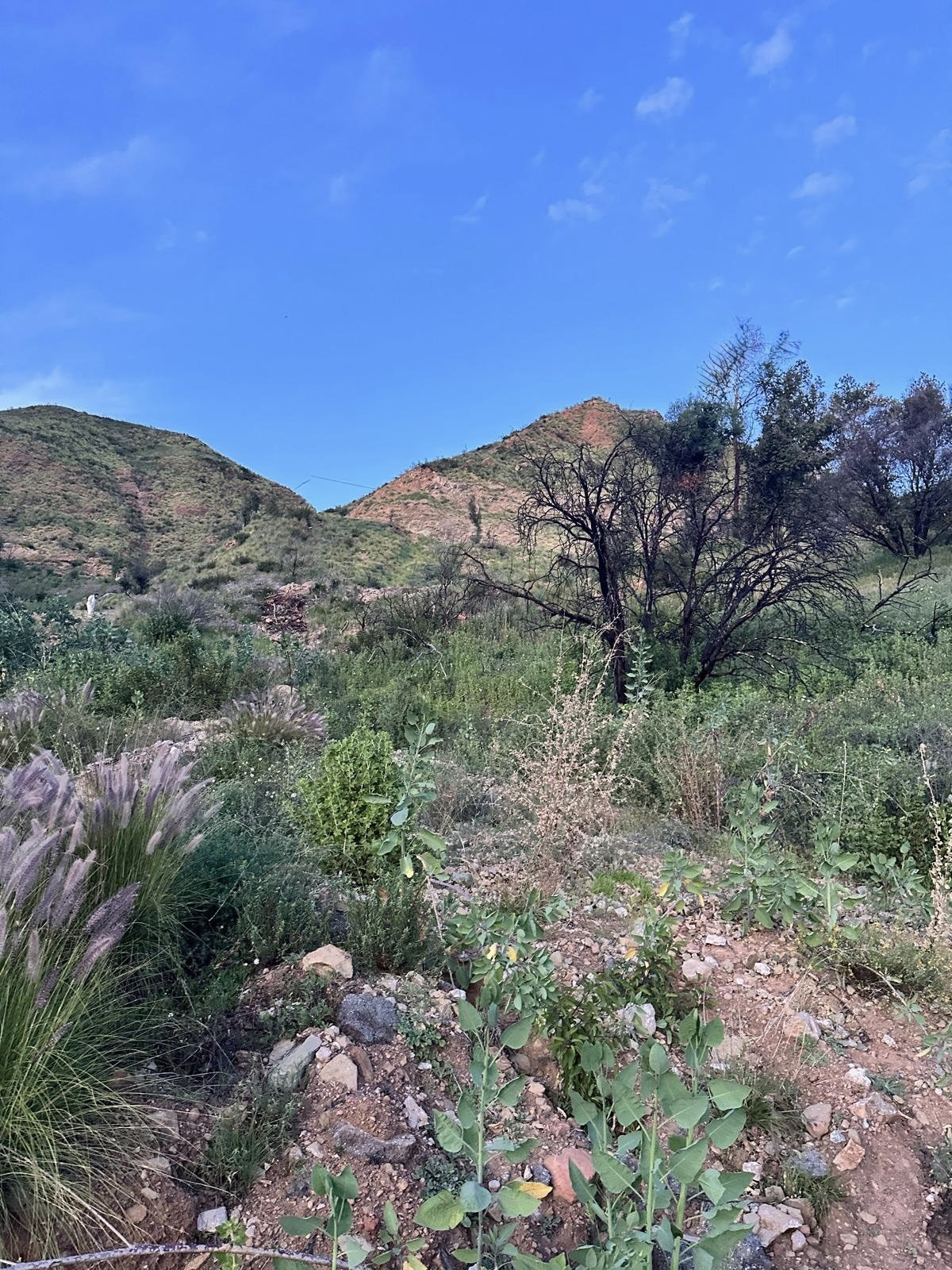 A desert landscape with green bushes, dry grasses, and a leafless tree in front of hills under a blue sky with a few clouds.