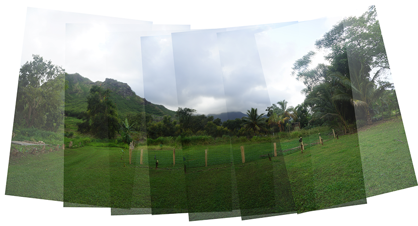 Hawaiian Vacation_Combined forest view_small.png