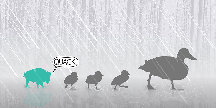 buff that quacks.png